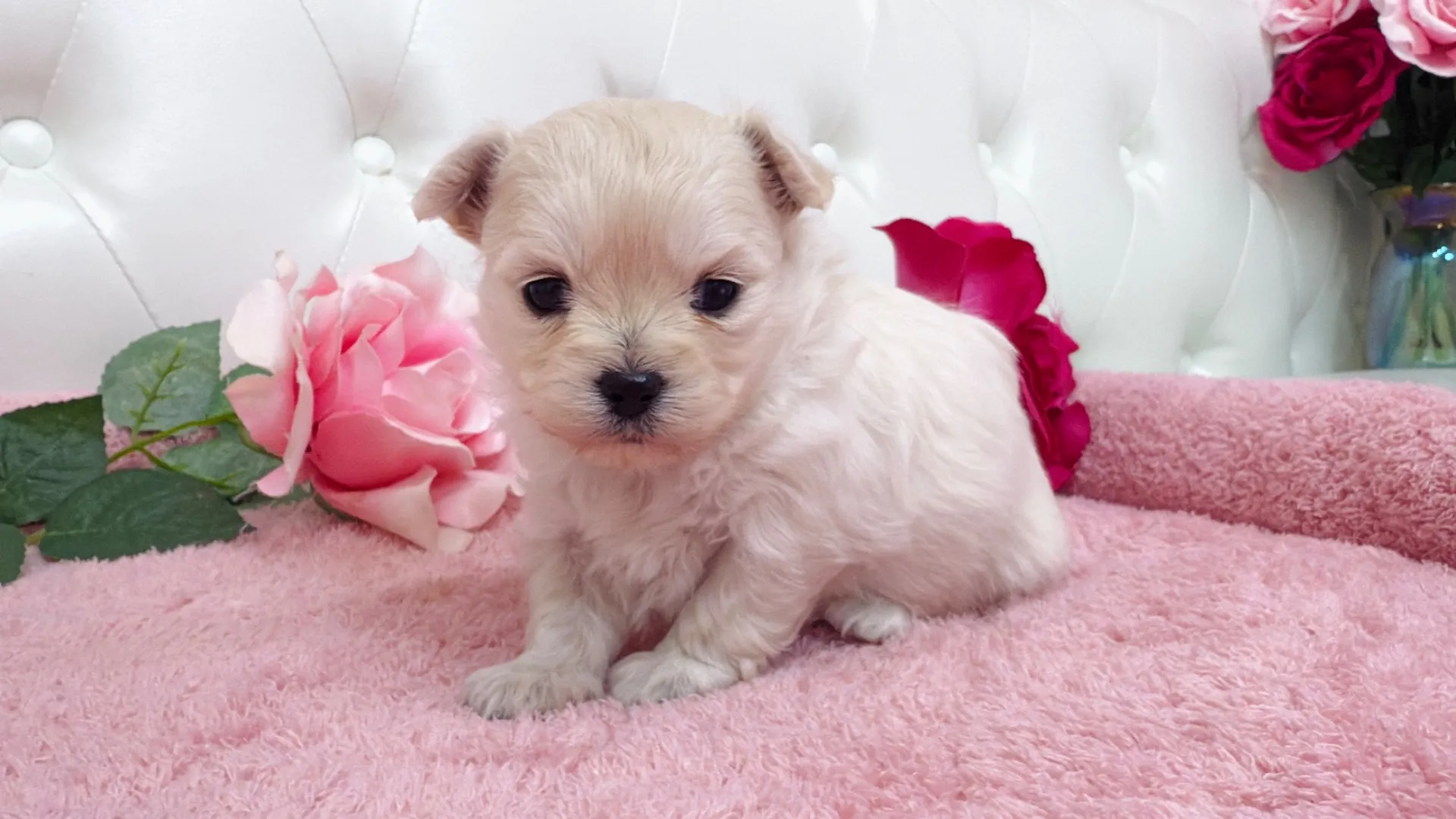 トイプードル×チワワ(Yuuchan10002)