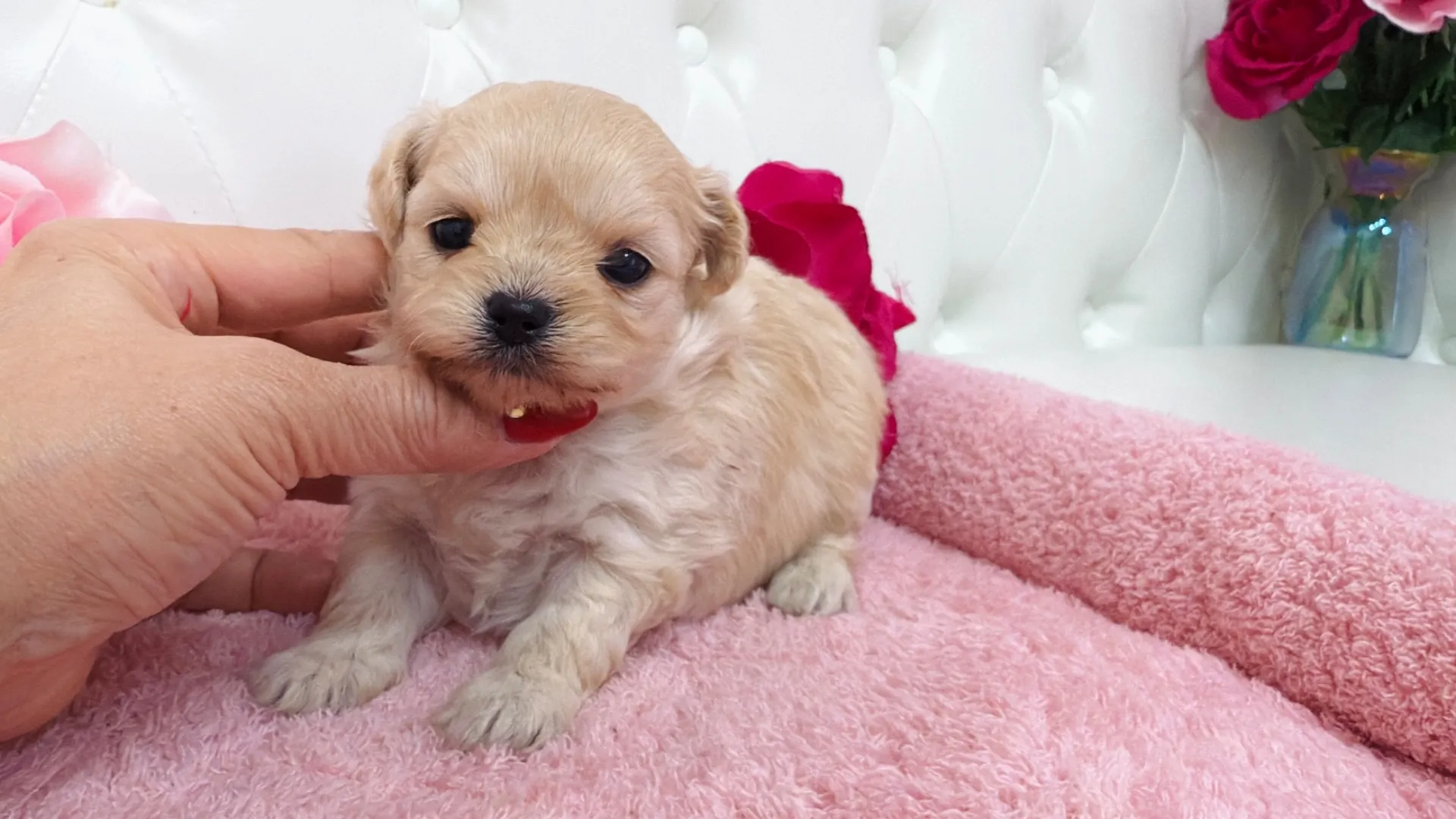 トイプードル×チワワ(Yuuchan10003)