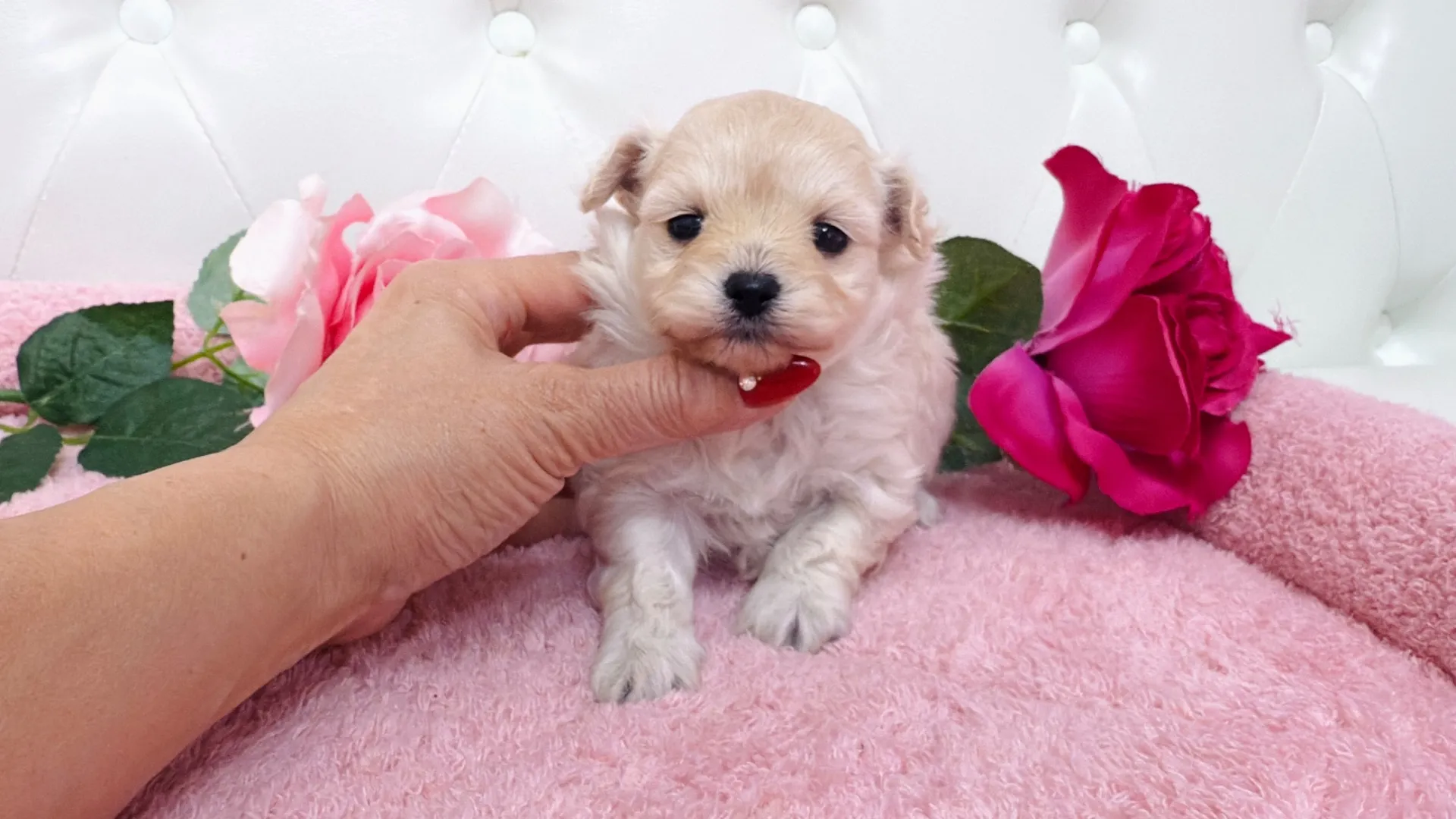 トイプードル×チワワ(Yuuchan10004)