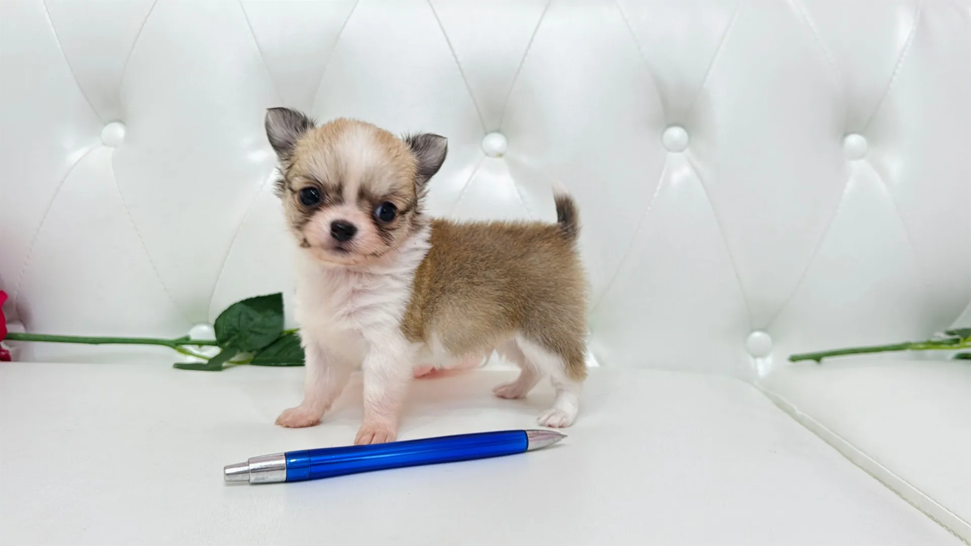 チワワロング（Cherry10001）