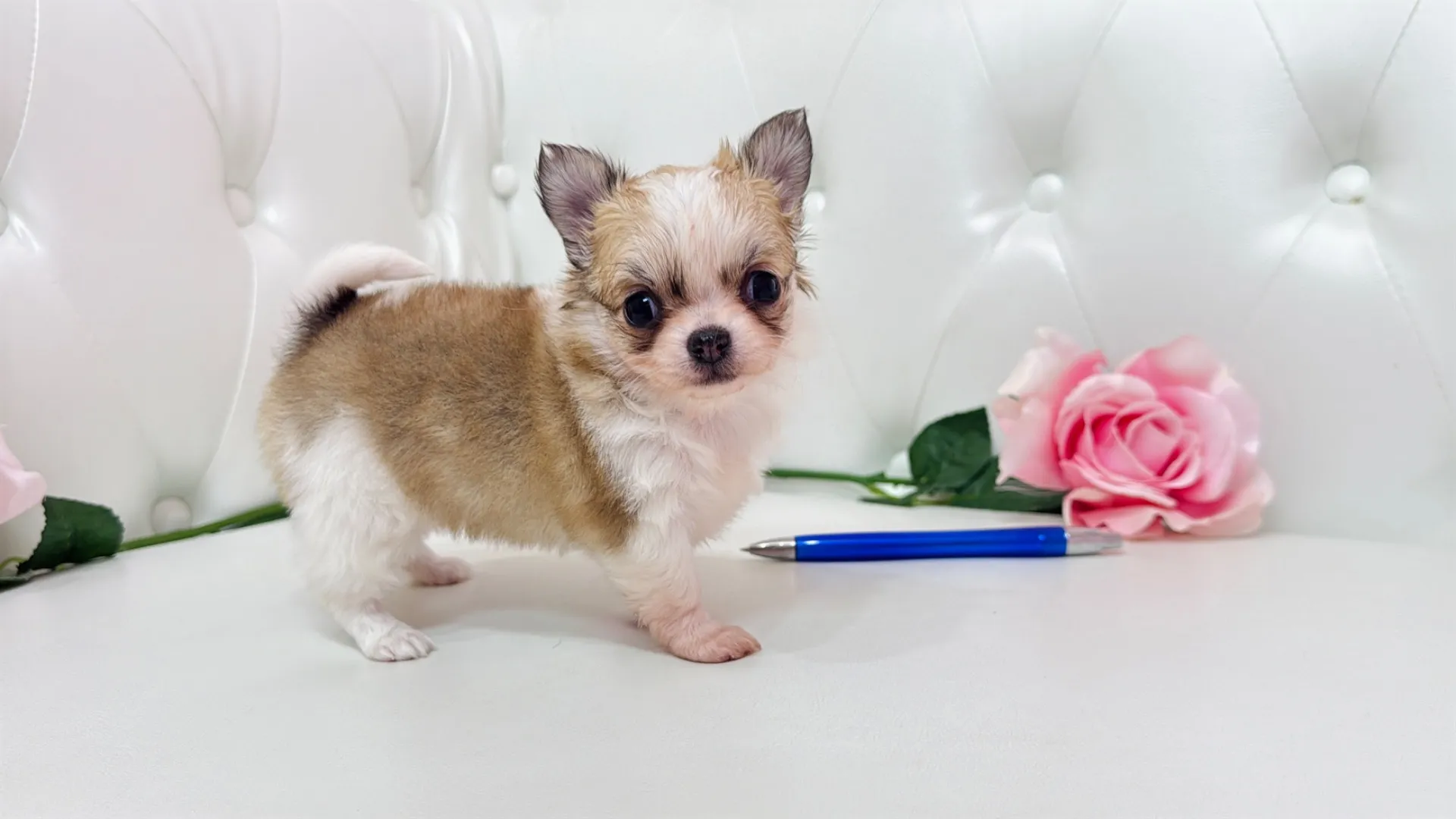 チワワロング（Cherry10002）