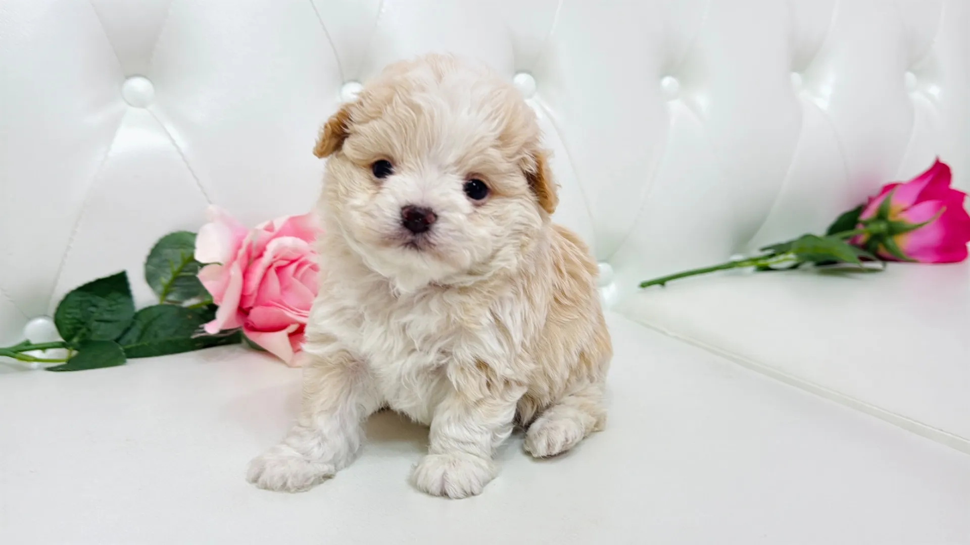 ビションフリーゼ×チワワ（jimuni10001）