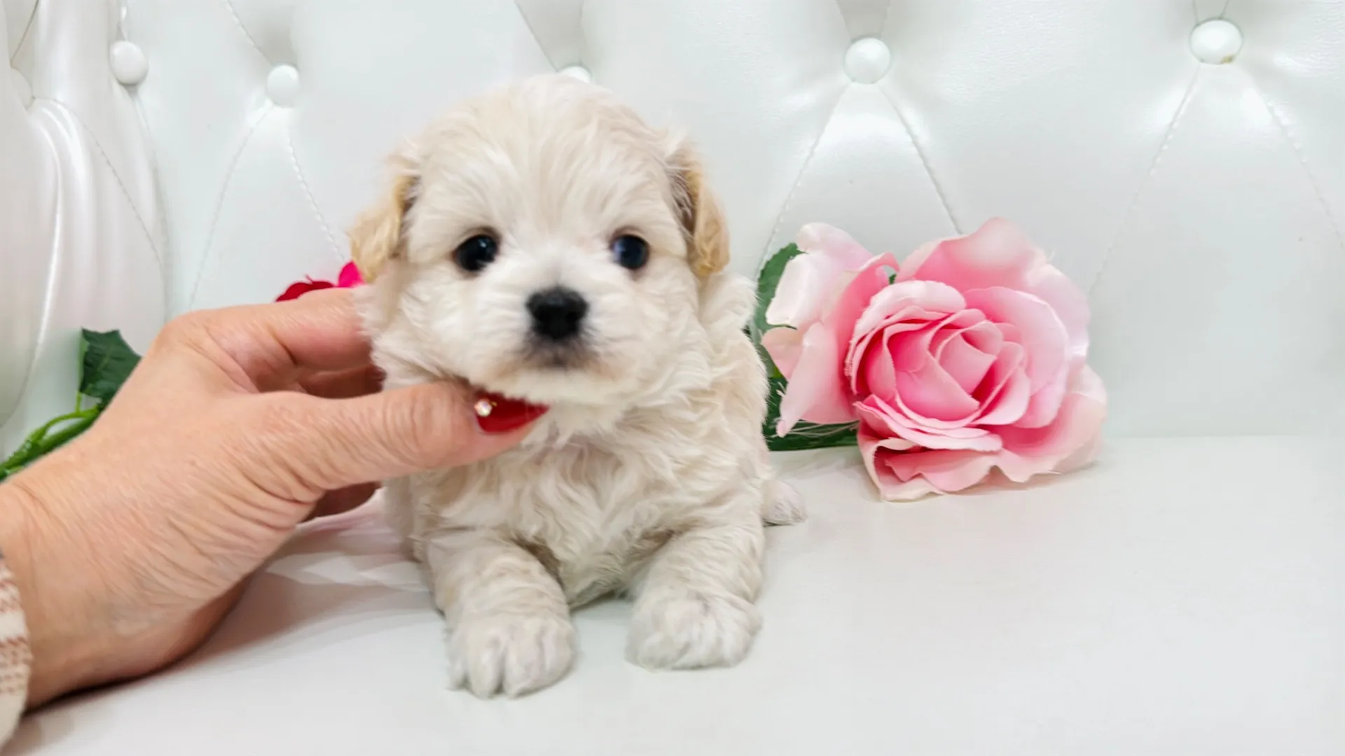 ビションフリーゼ×チワワ（jimuni10002）