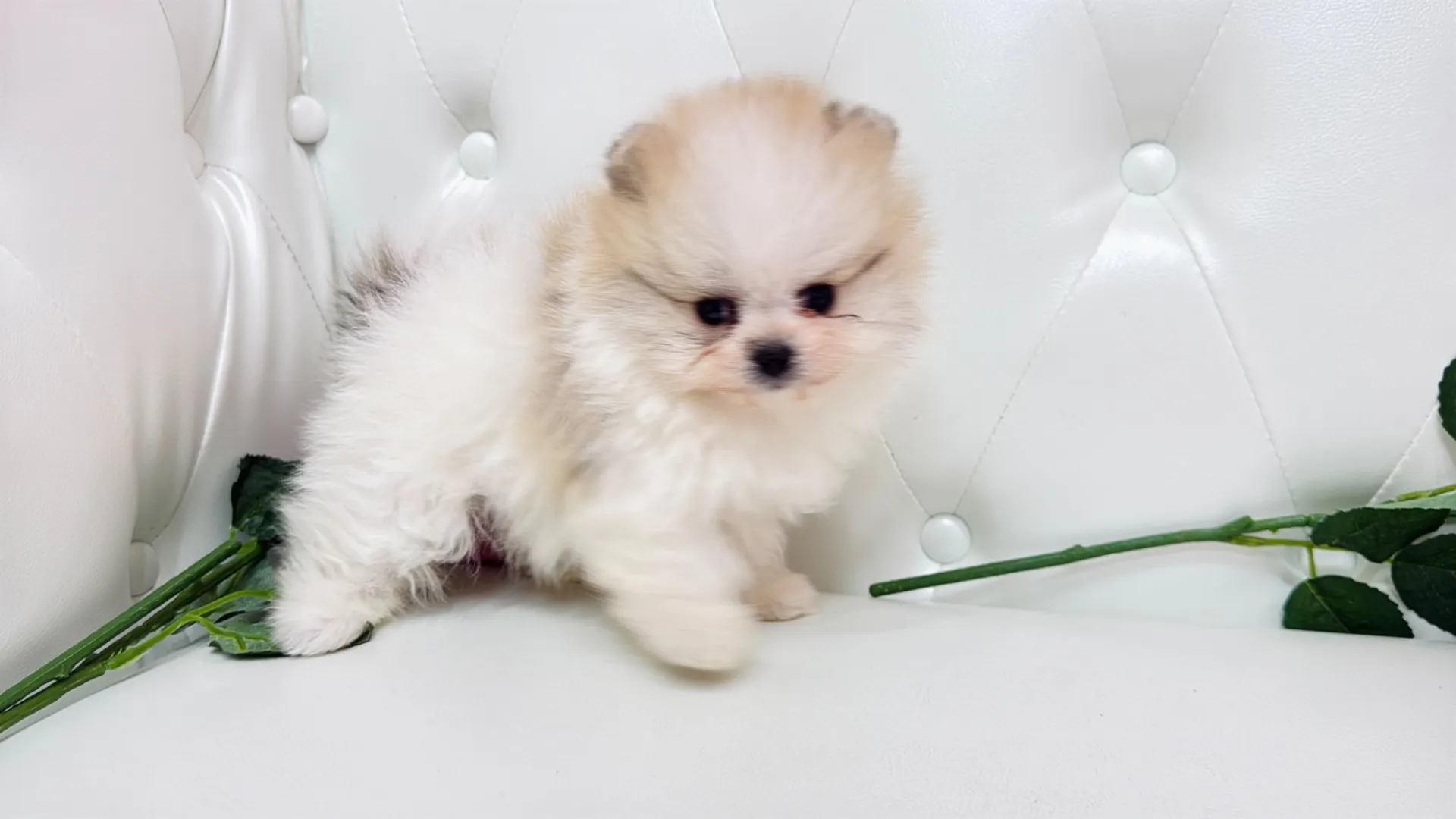 ポメラニアン（MIKU10002）