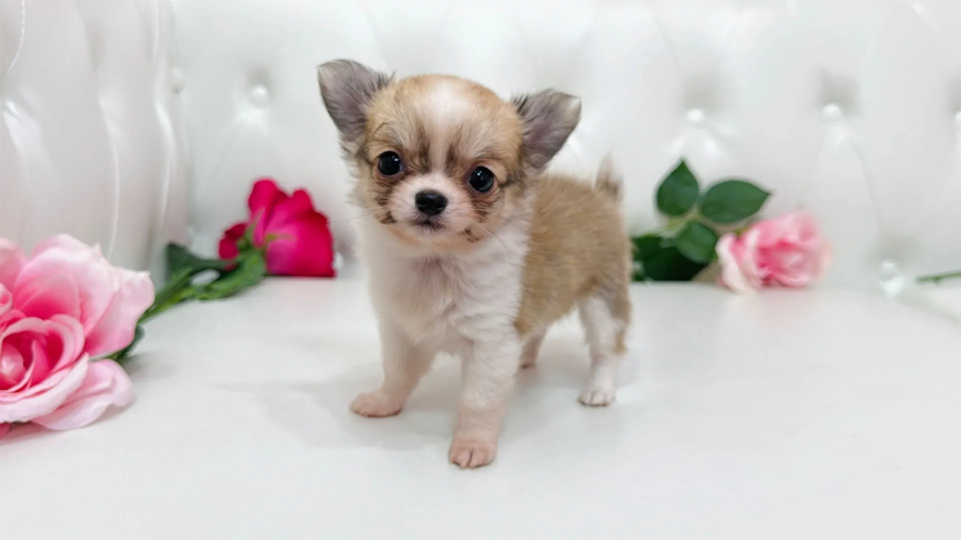 チワワロング（Cherry10001）