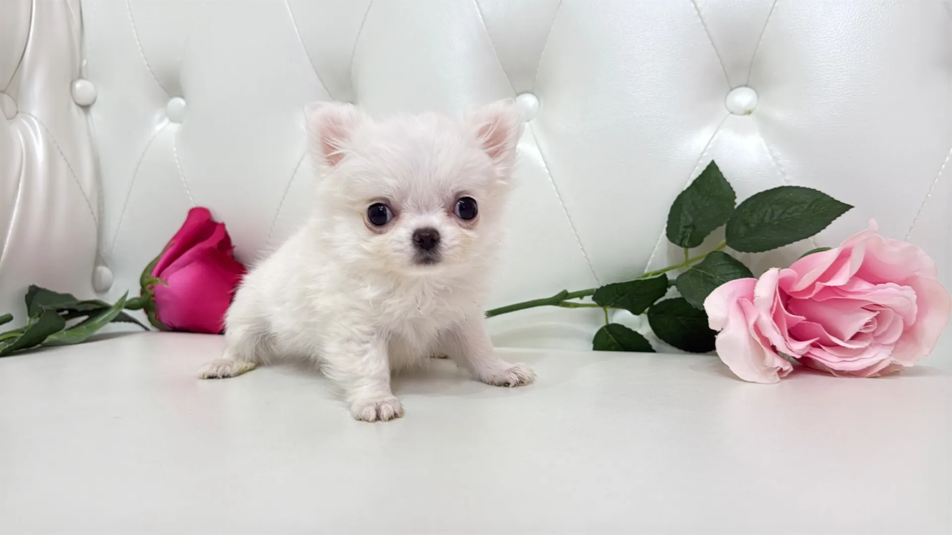 チワワロング（YURA10004）