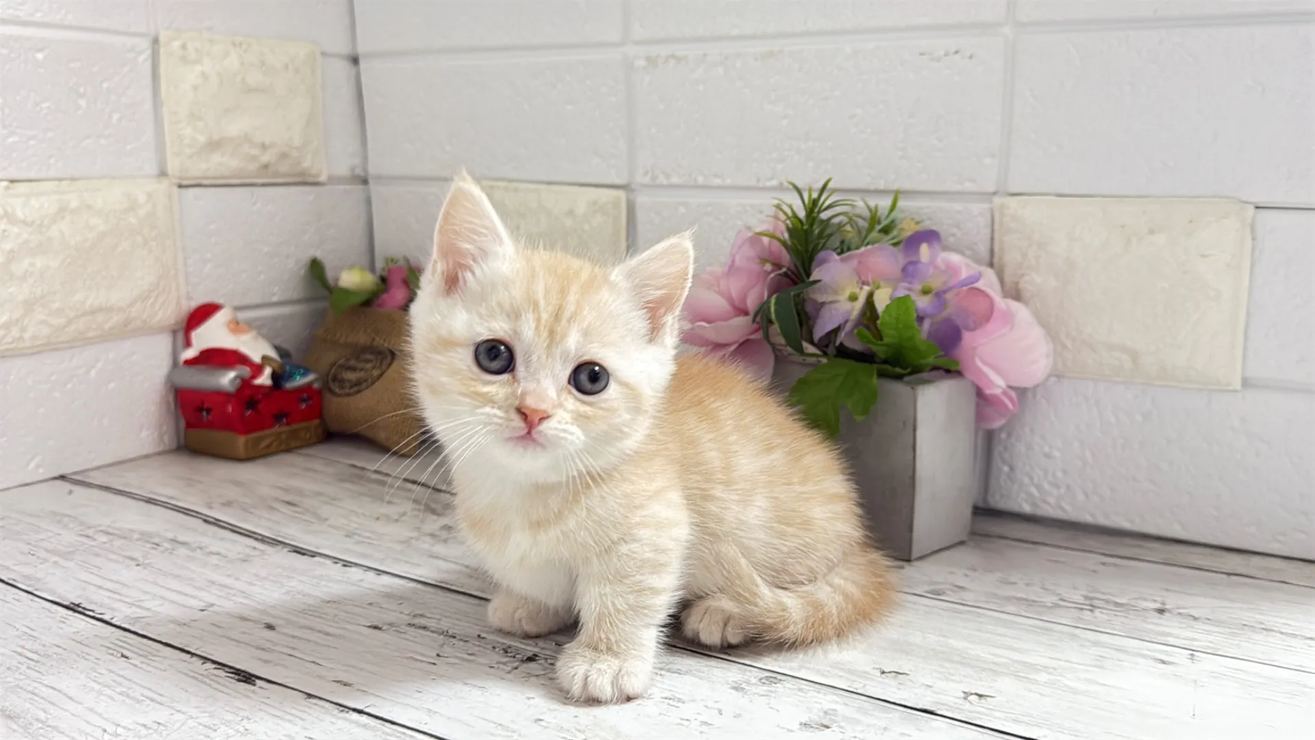 マンチカン短足（YUUI10001）