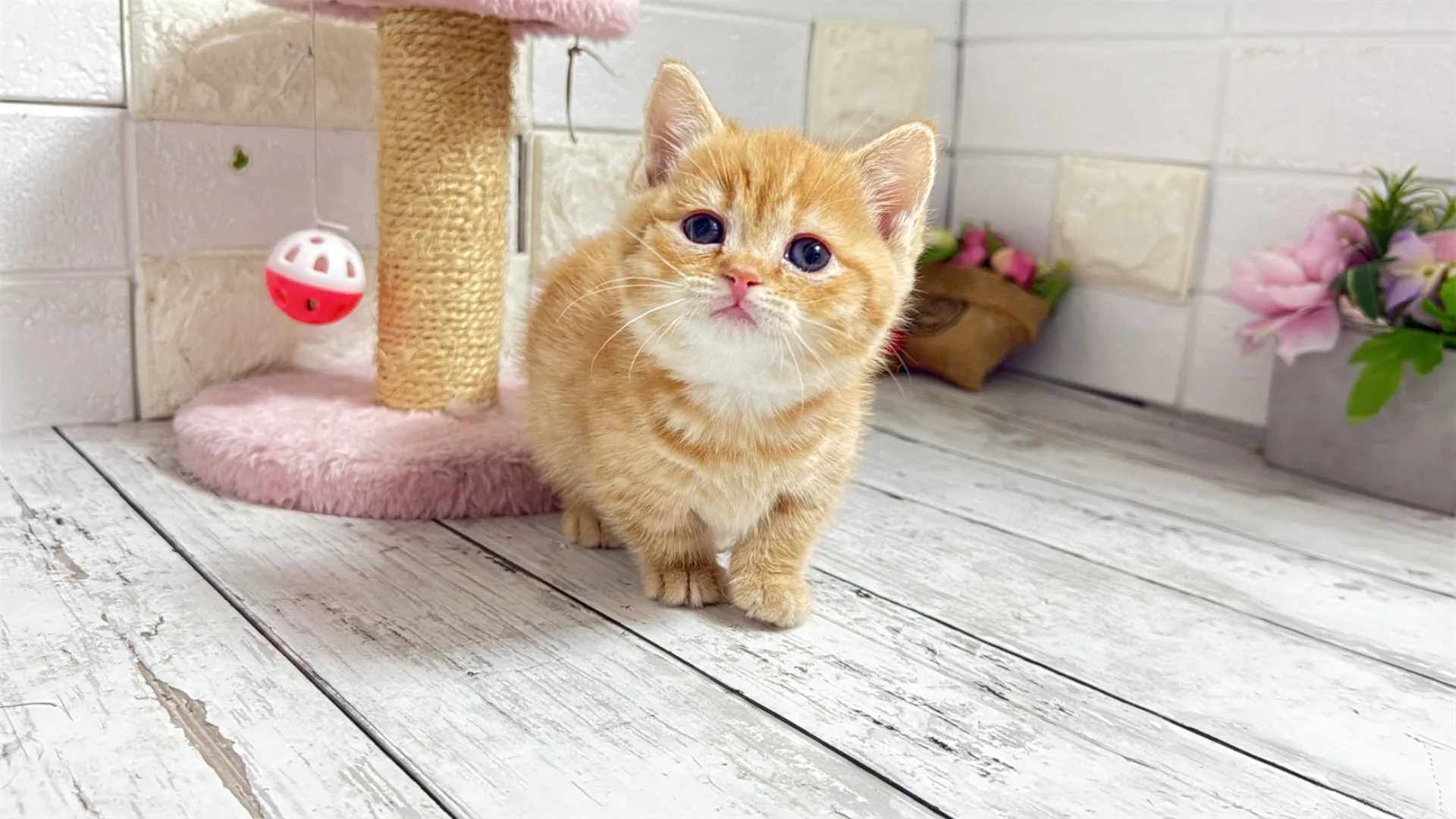  マンチカン短足（YUUI10003）