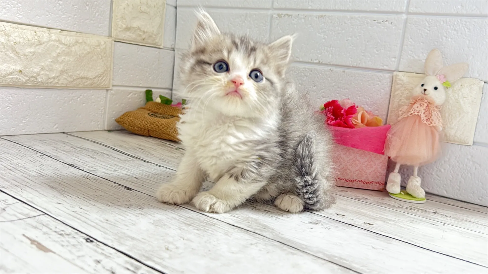 ミヌエット長足（MAINO101）