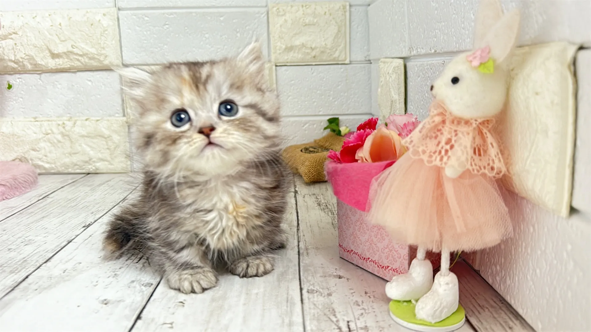 ミヌエット短足（MAINO102）