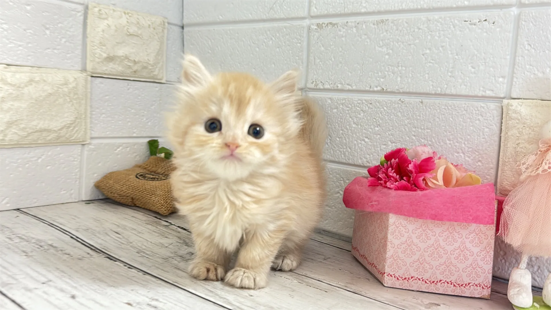 ミヌエット長足（MAINO103）