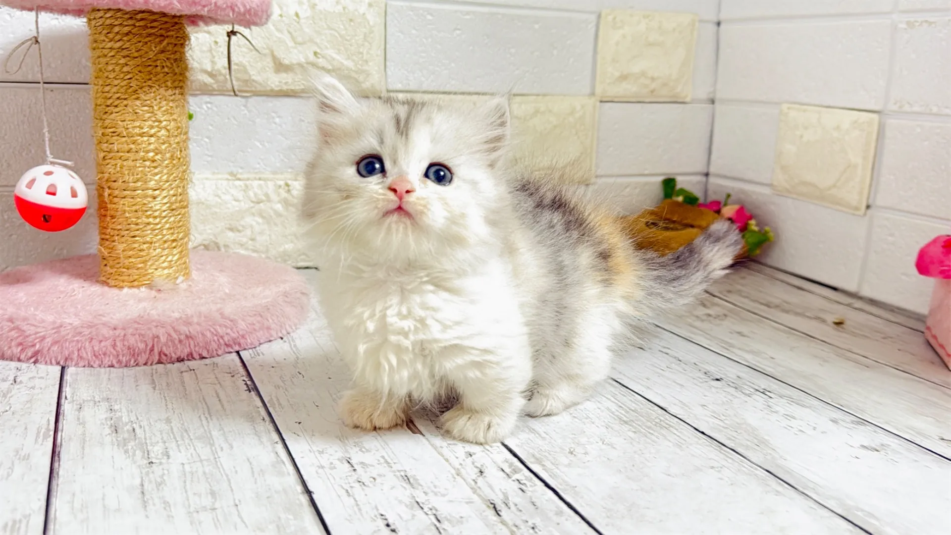 ミヌエット短足（MAINO104）