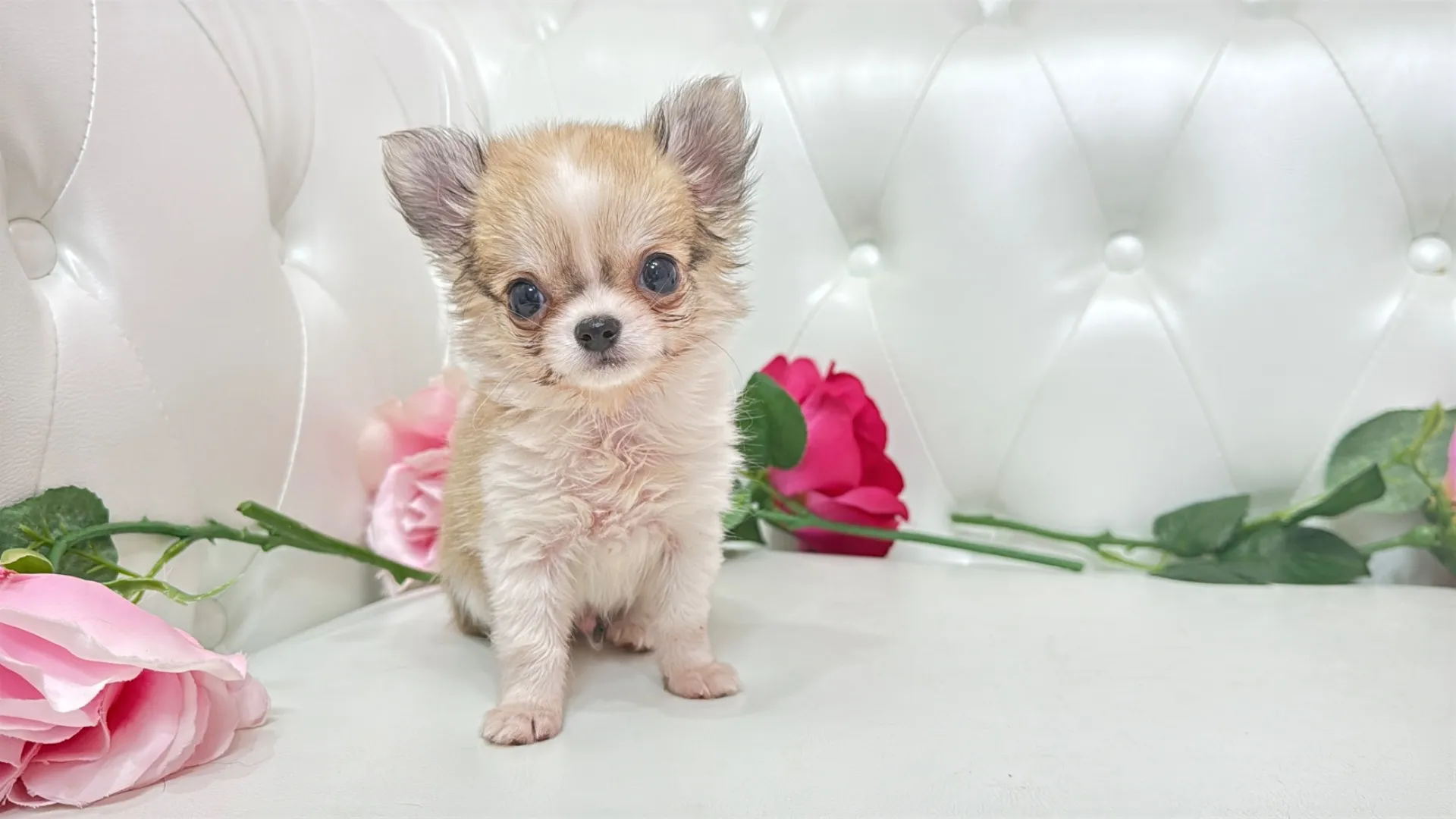 チワワロング（Cherry10001）