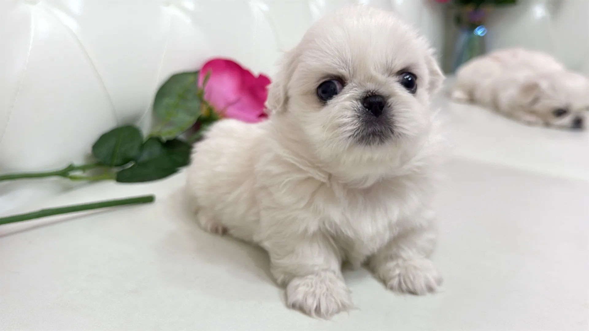 ペキニーズ(HINATA101)