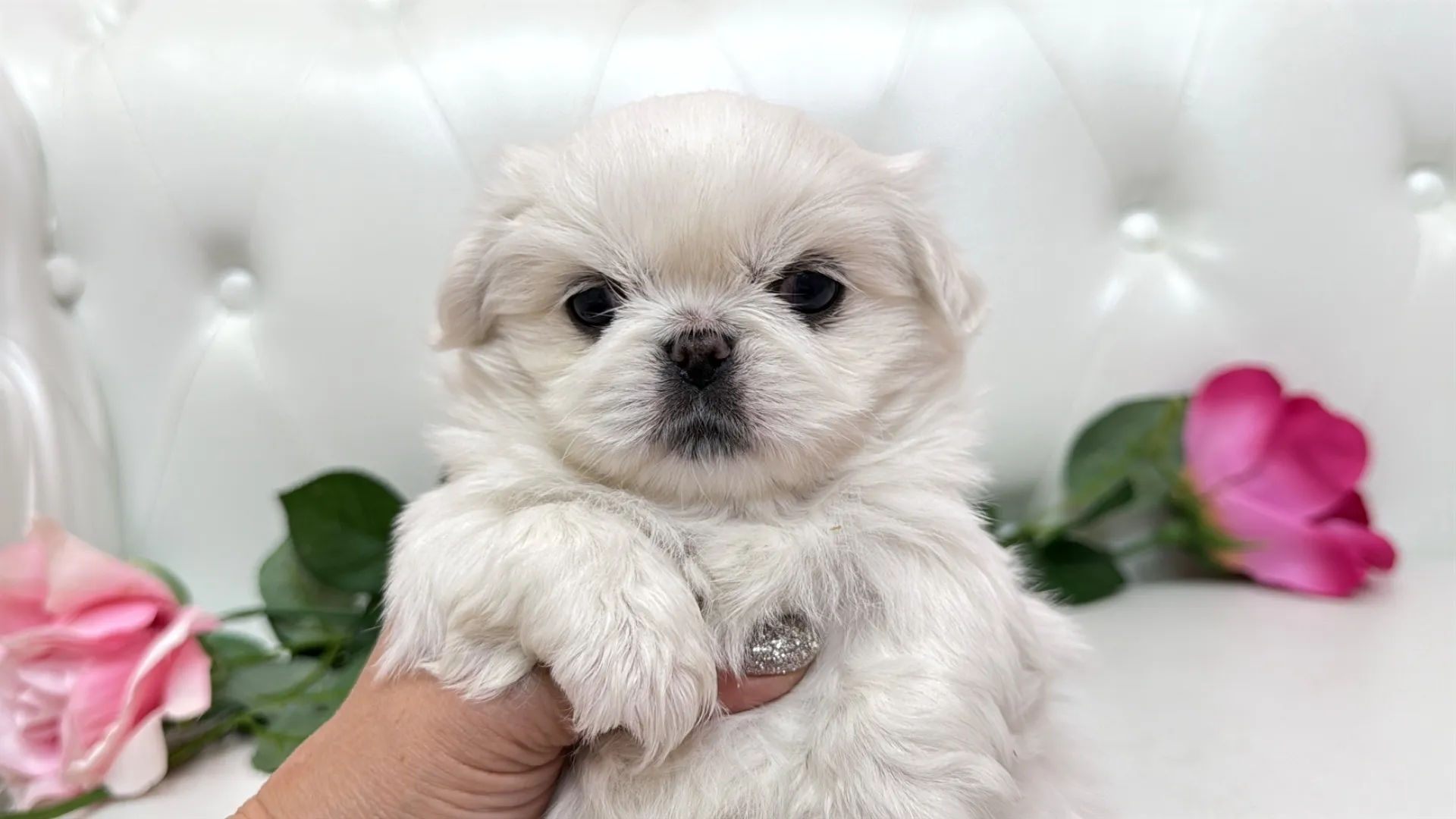 ペキニーズ(HINATA102)