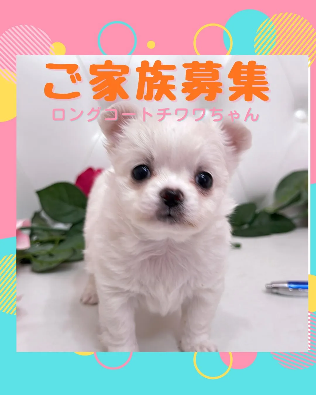 パピーランドシェリエ/埼玉チワワ/ブリーダー直販