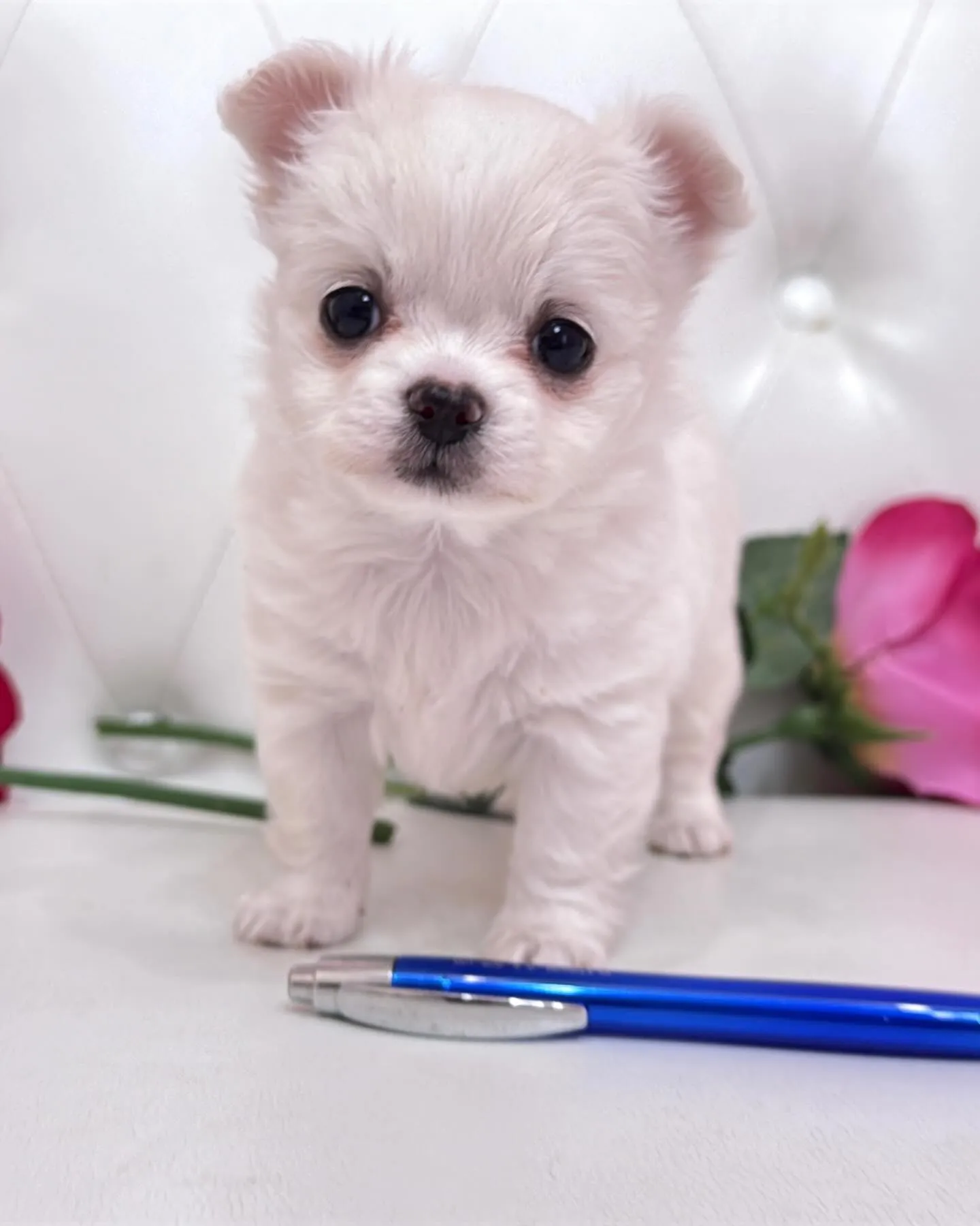 パピーランドシェリエ/埼玉チワワ/ブリーダー直販