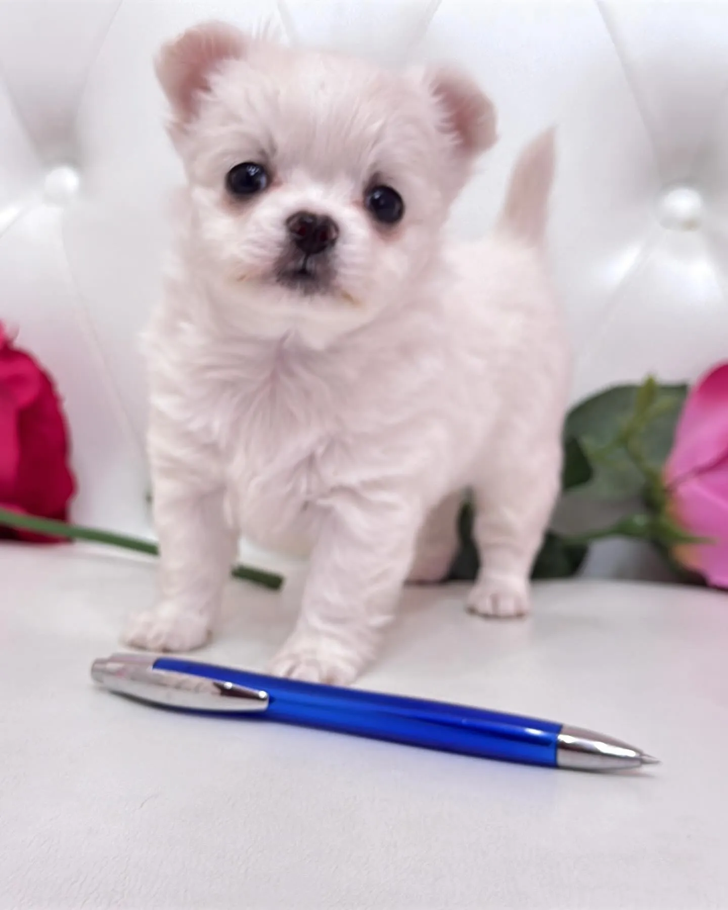 パピーランドシェリエ/埼玉チワワ/ブリーダー直販