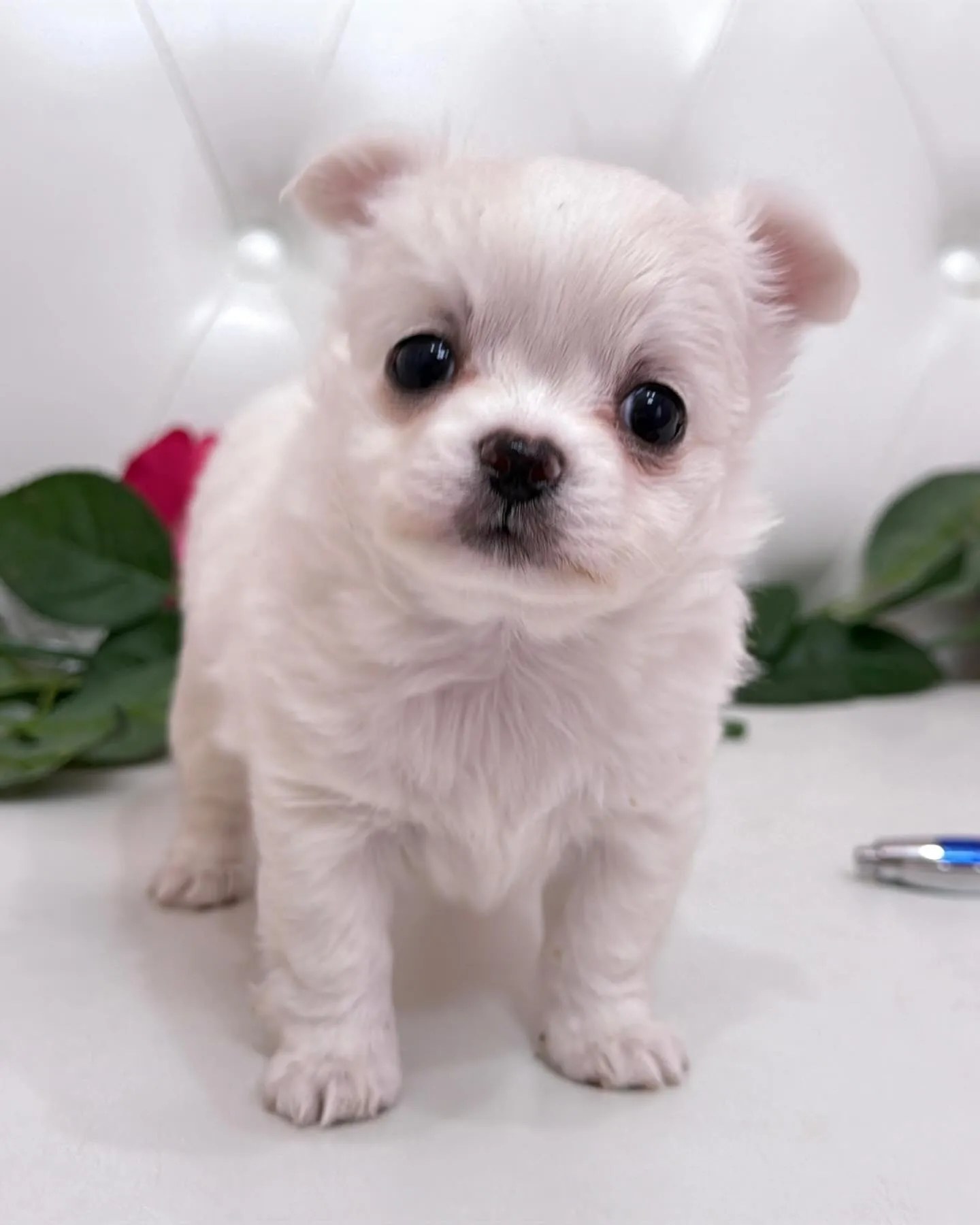 パピーランドシェリエ/埼玉チワワ/ブリーダー直販