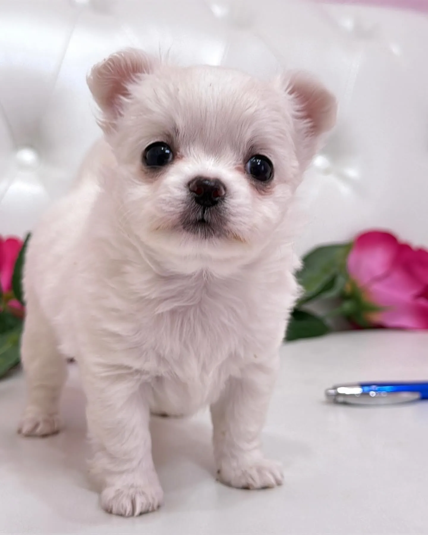 パピーランドシェリエ/埼玉チワワ/ブリーダー直販