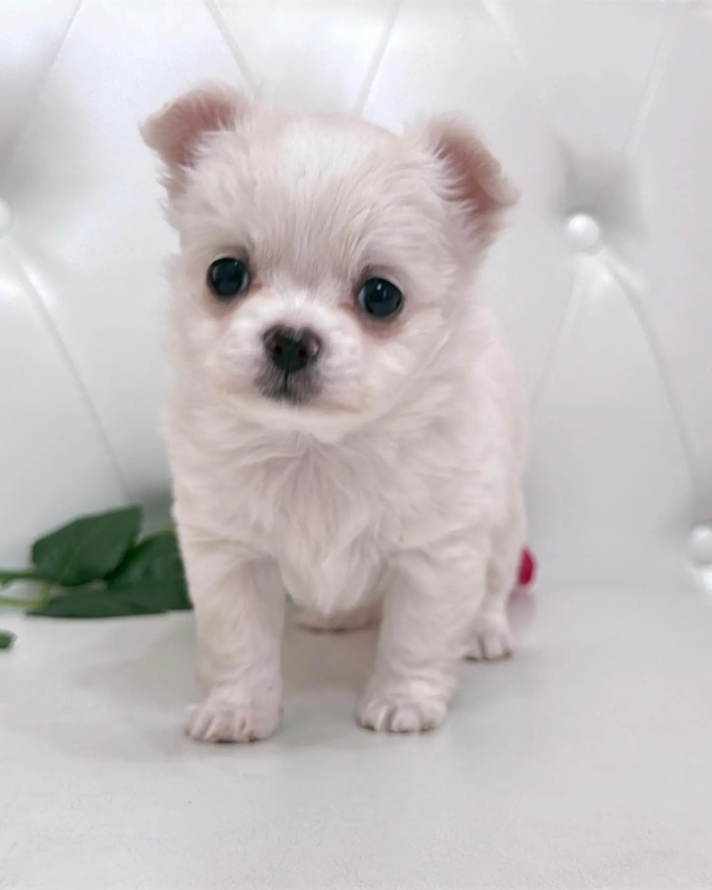 パピーランドシェリエ/埼玉チワワ/ブリーダー直販