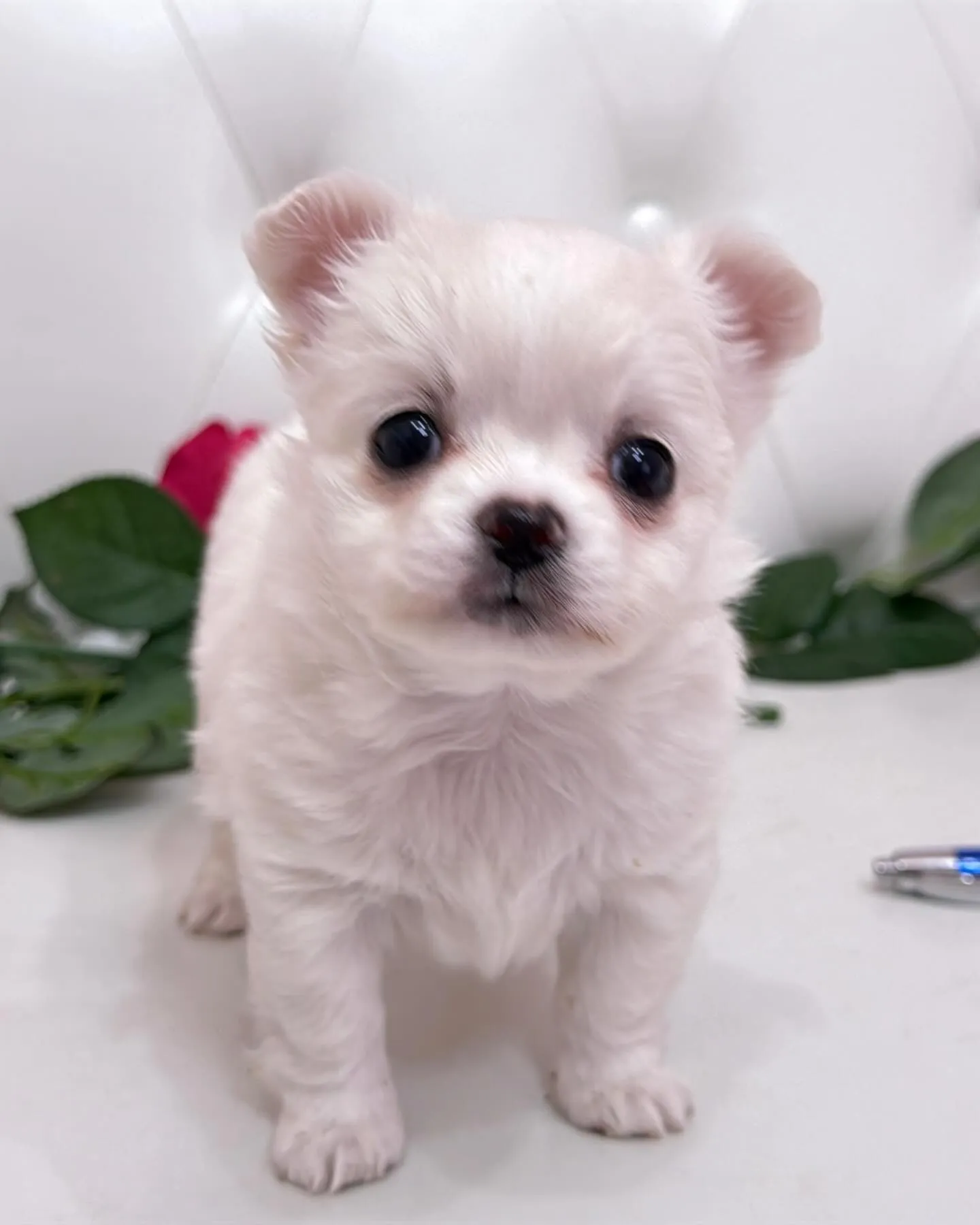 パピーランドシェリエ/埼玉チワワ/ブリーダー直販