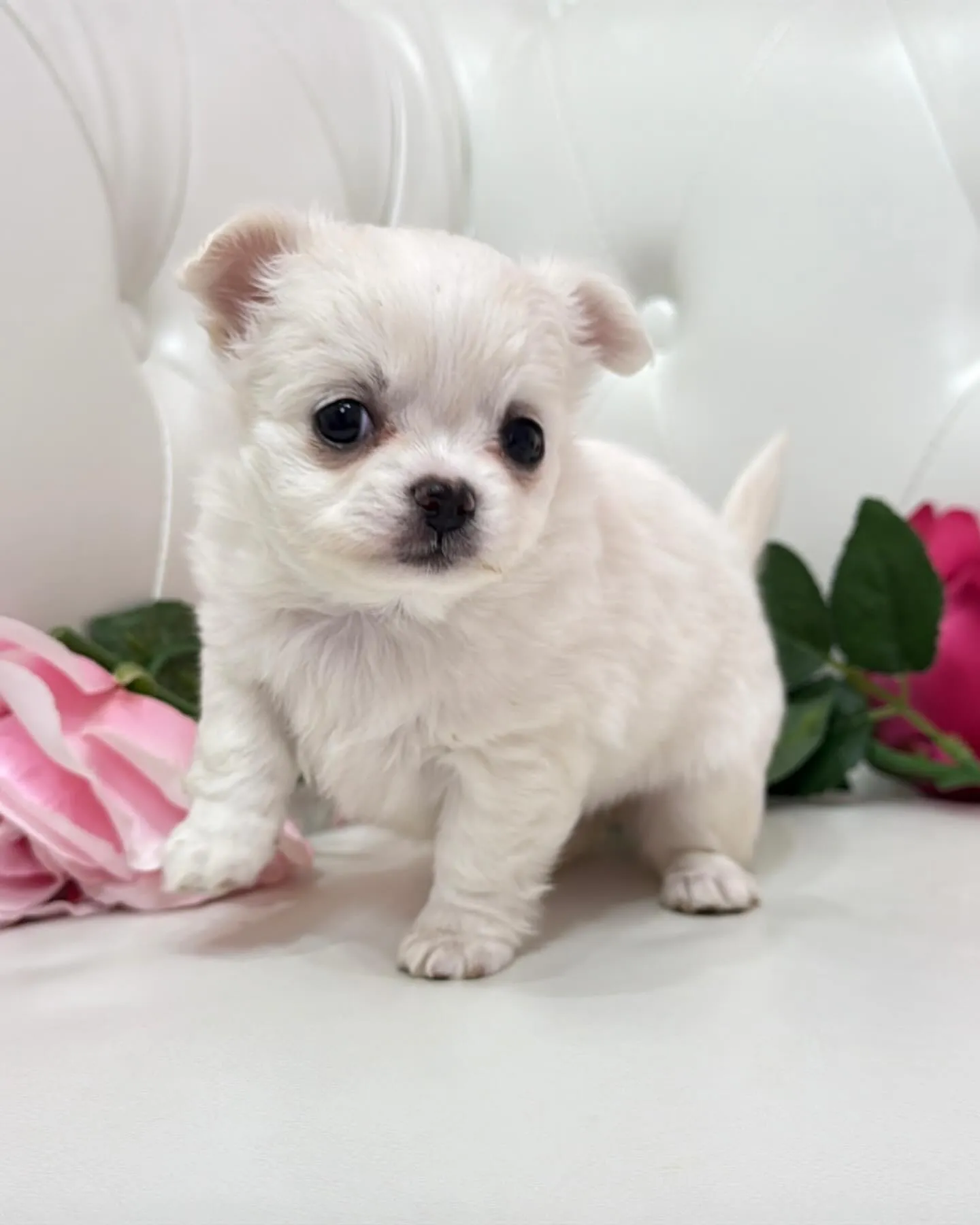 パピーランドシェリエ/埼玉チワワ/ブリーダー直販