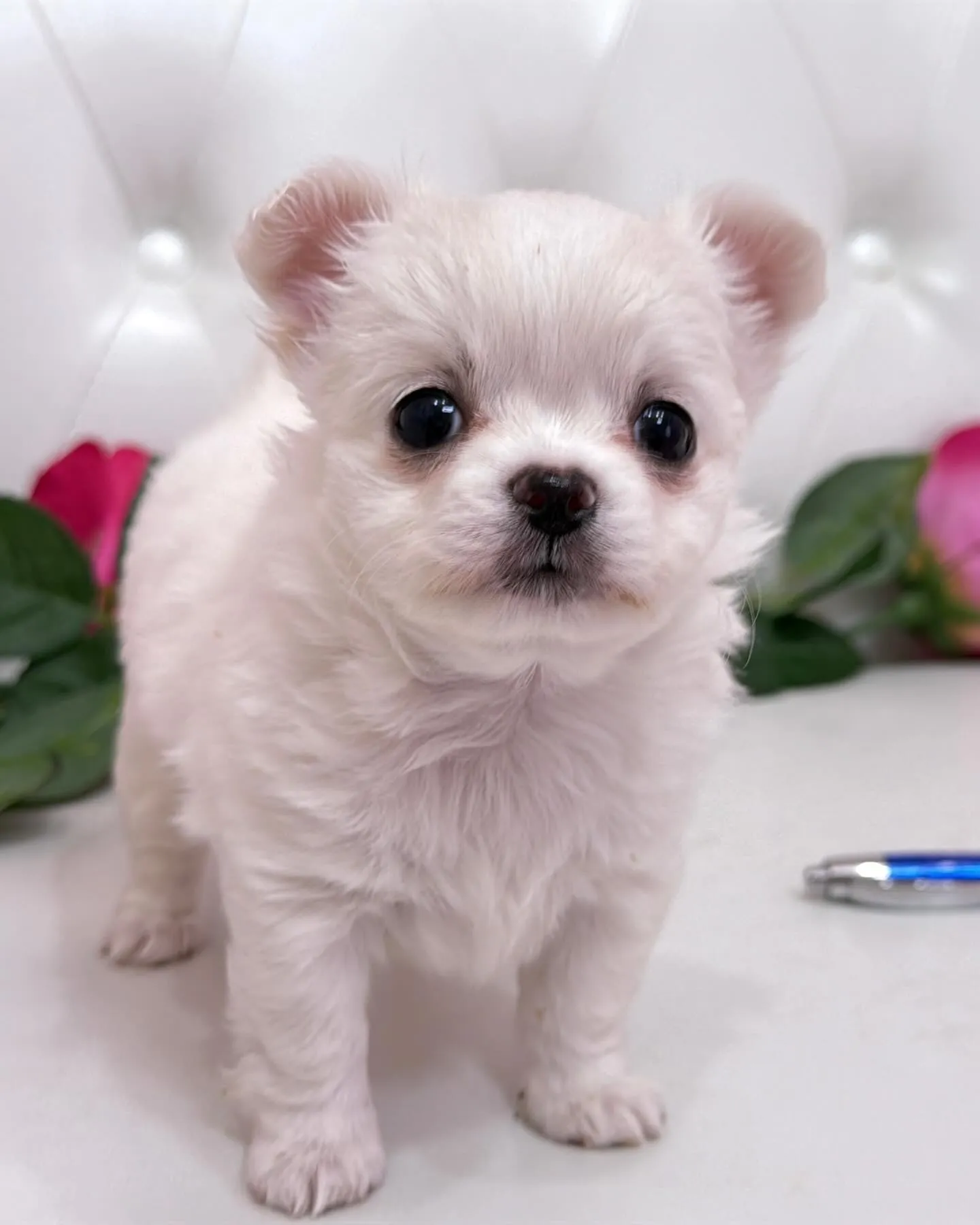 パピーランドシェリエ/埼玉チワワ/ブリーダー直販