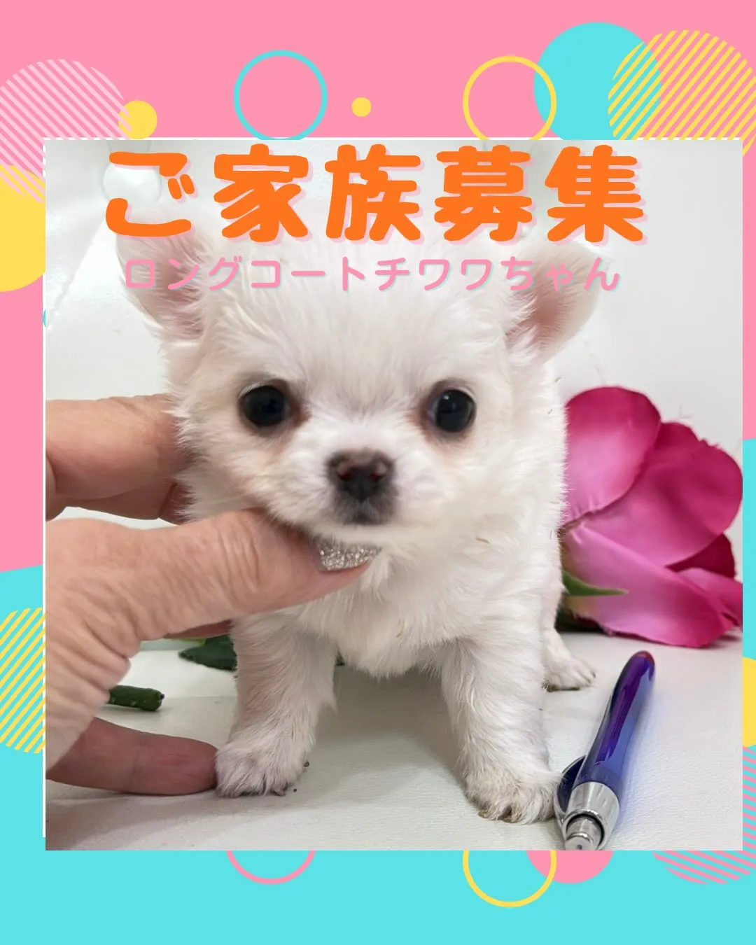 パピーランドシェリエ/埼玉チワワ/ブリーダー直販✨愛らしい目...