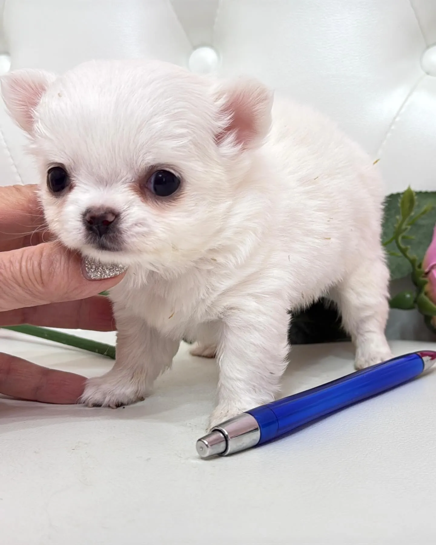 パピーランドシェリエ/埼玉チワワ/ブリーダー直販✨愛らしい目...