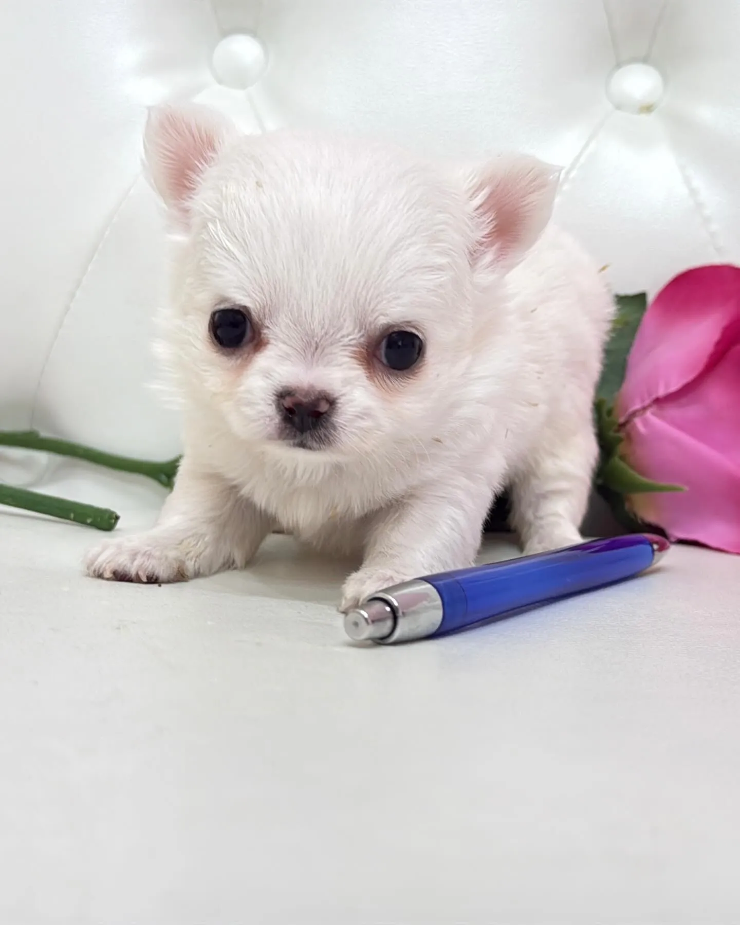 パピーランドシェリエ/埼玉チワワ/ブリーダー直販✨愛らしい目...