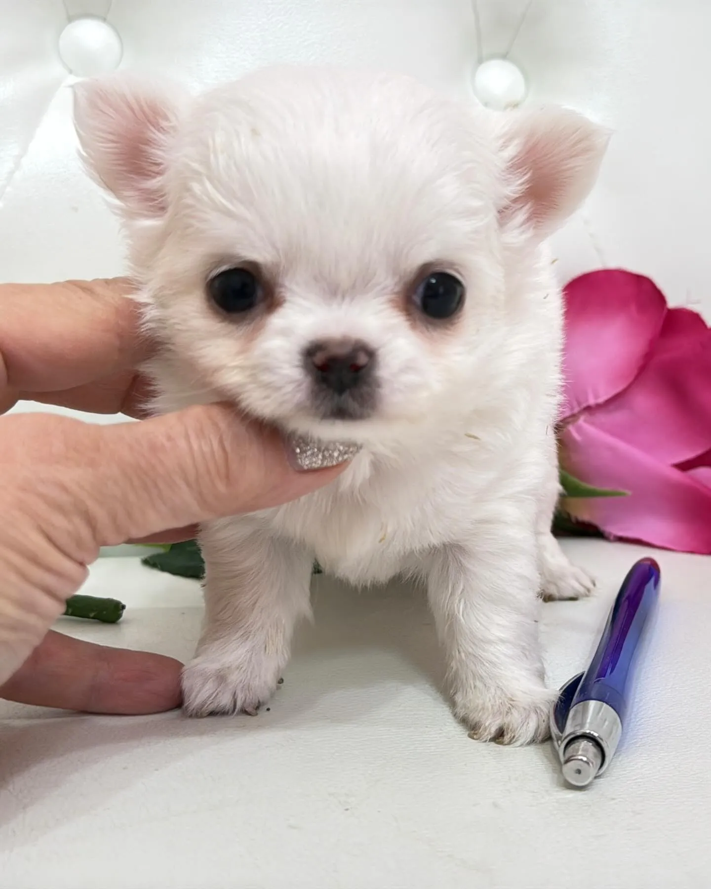 パピーランドシェリエ/埼玉チワワ/ブリーダー直販✨愛らしい目...