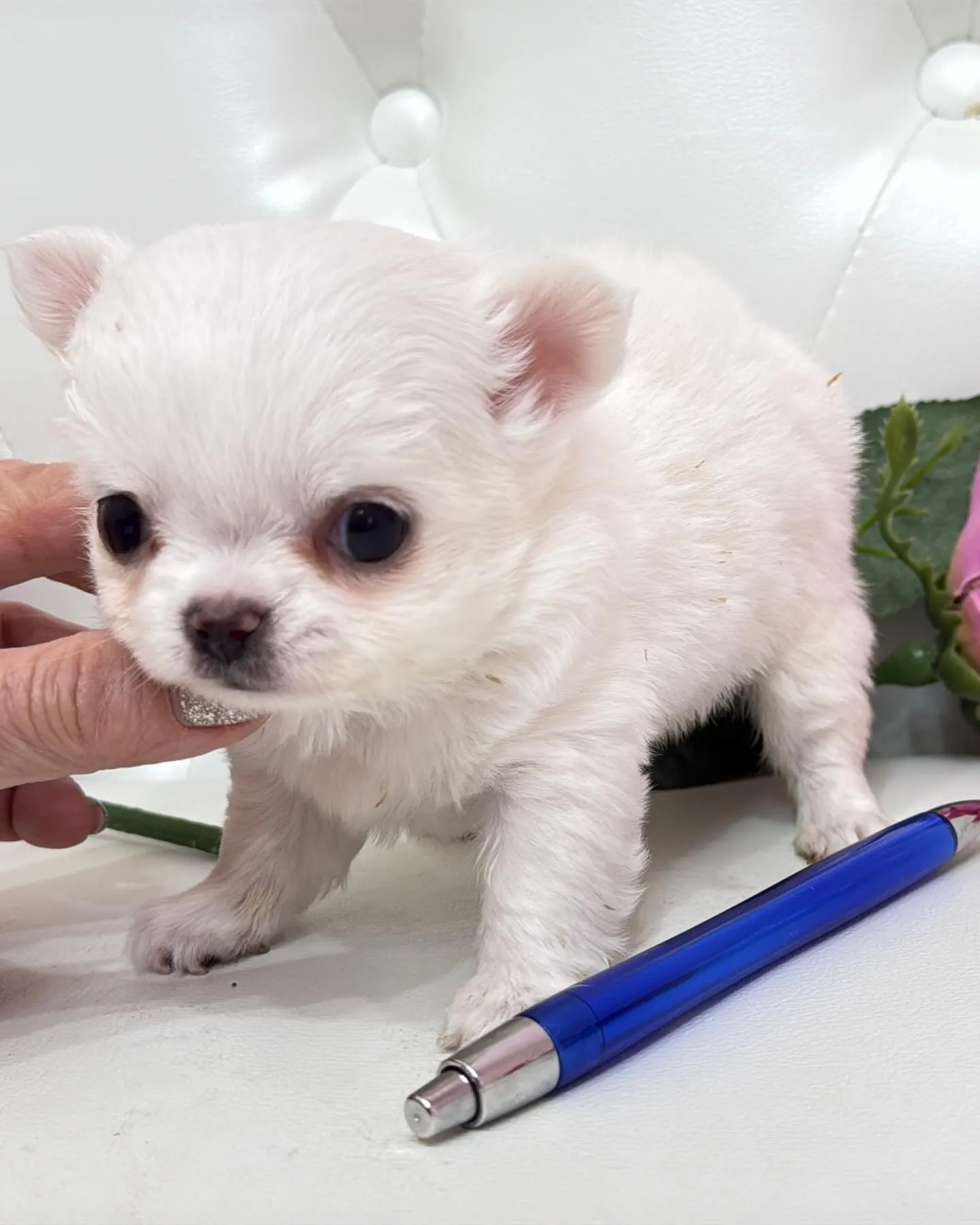 パピーランドシェリエ/埼玉チワワ/ブリーダー直販✨愛らしい目...