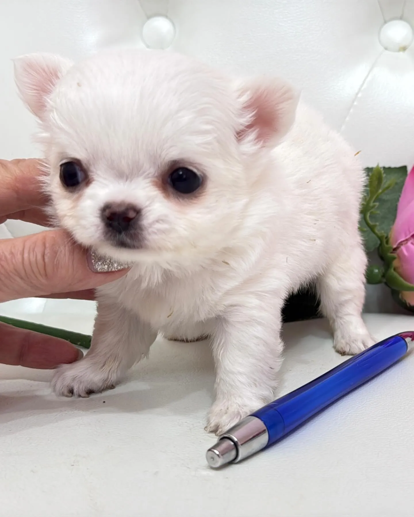 パピーランドシェリエ/埼玉チワワ/ブリーダー直販✨愛らしい目...