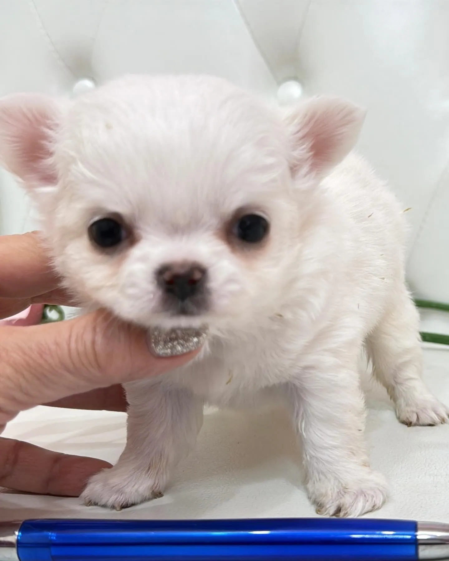 パピーランドシェリエ/埼玉チワワ/ブリーダー直販✨愛らしい目...