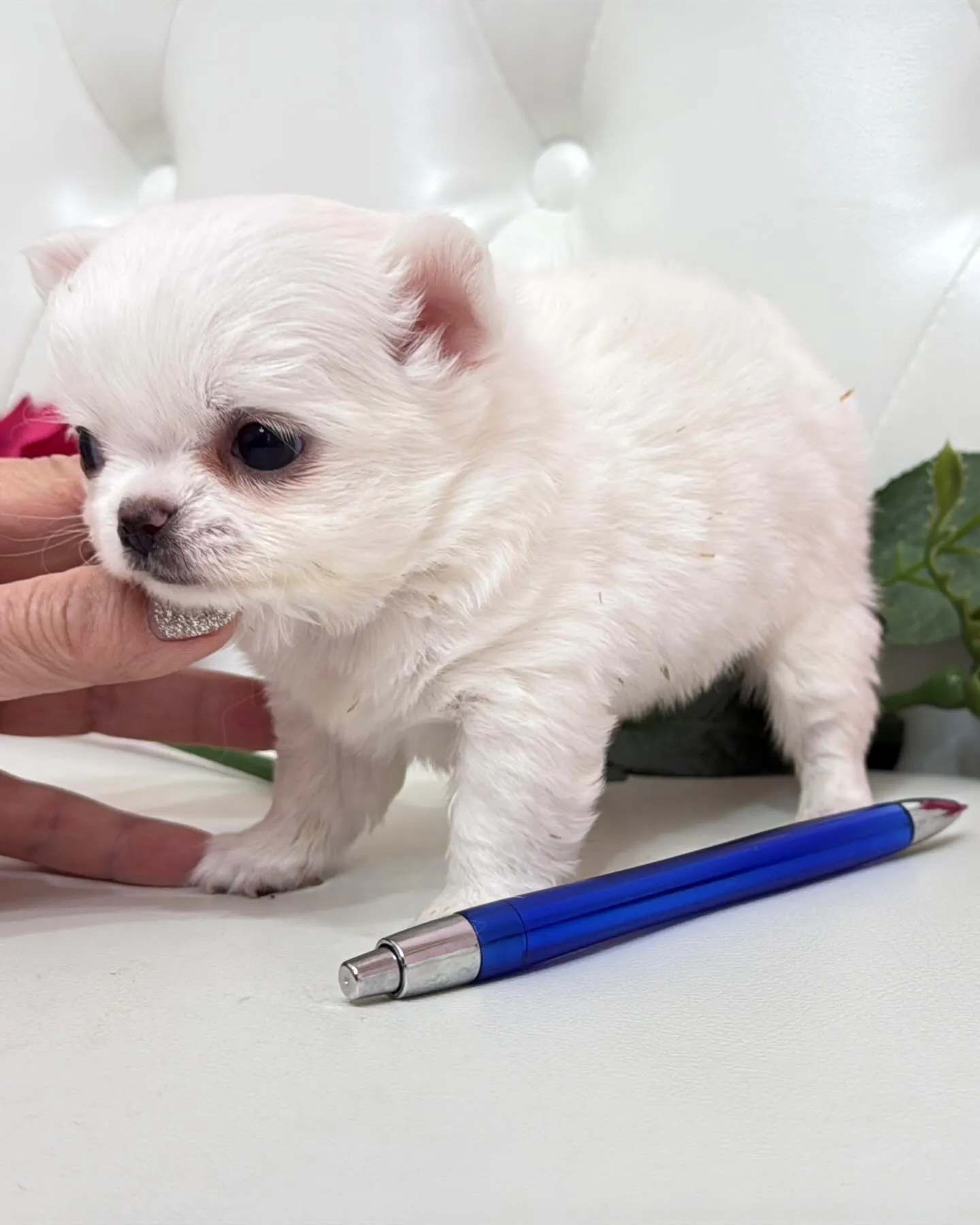 パピーランドシェリエ/埼玉チワワ/ブリーダー直販✨愛らしい目...