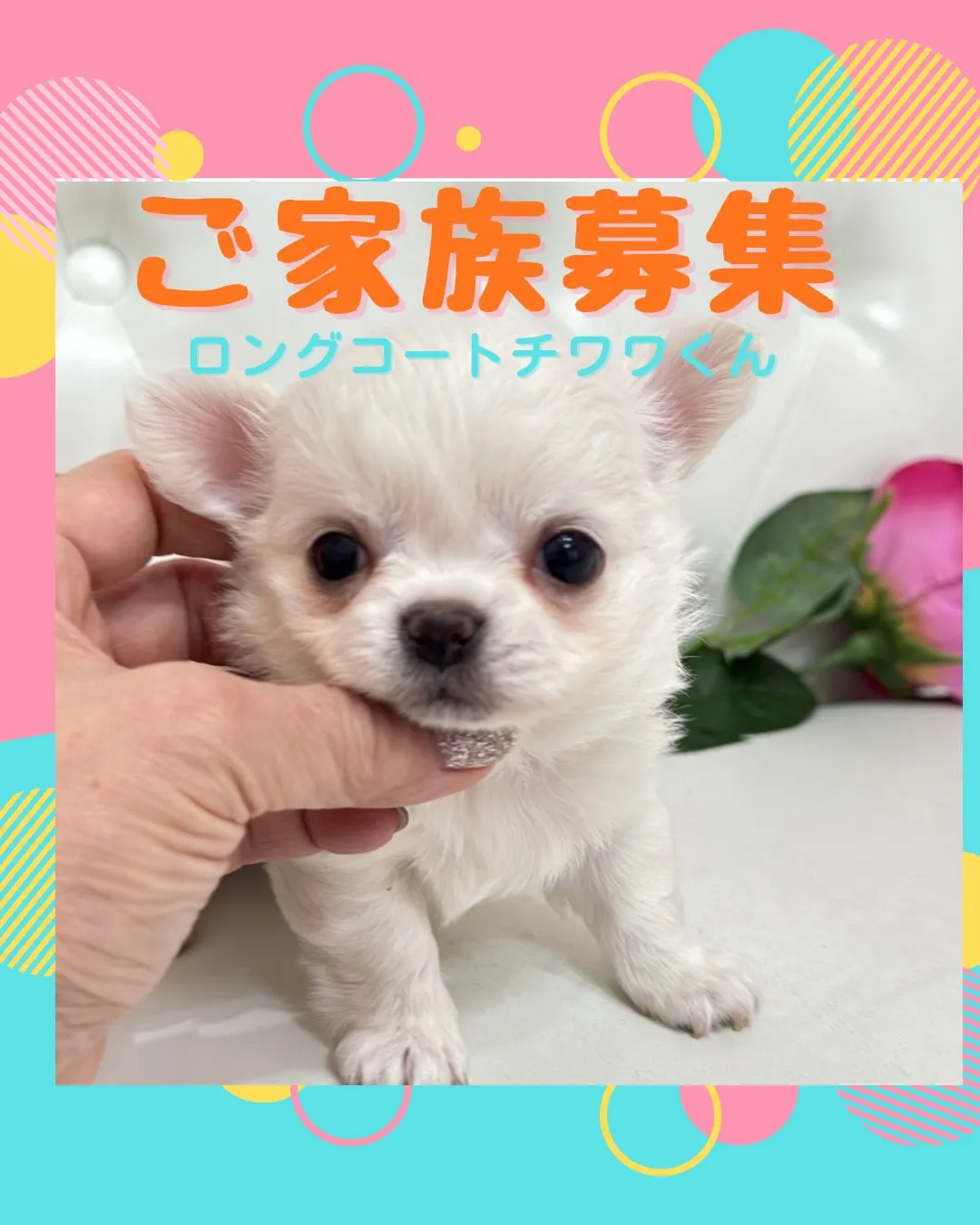埼玉チワワ/パピーランドシェリエ/ブリーダー直販🐶✨新しいお...
