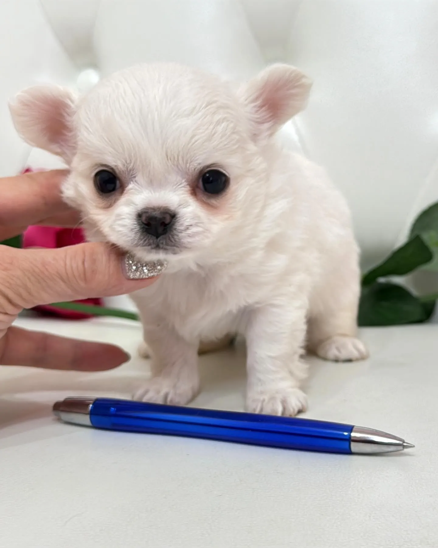 埼玉チワワ/パピーランドシェリエ/ブリーダー直販🐶✨新しいお...