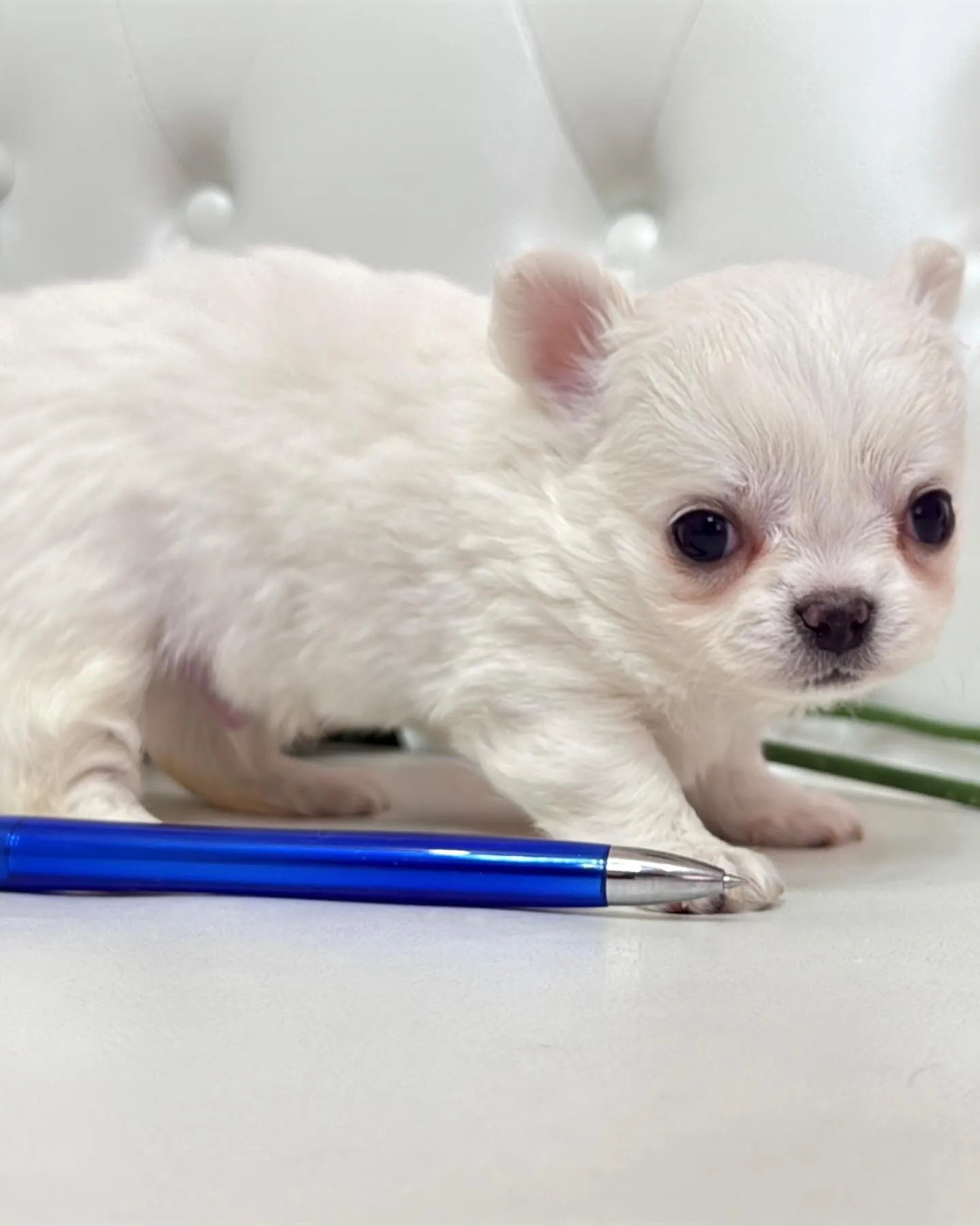 埼玉チワワ/パピーランドシェリエ/ブリーダー直販🐶✨新しいお...