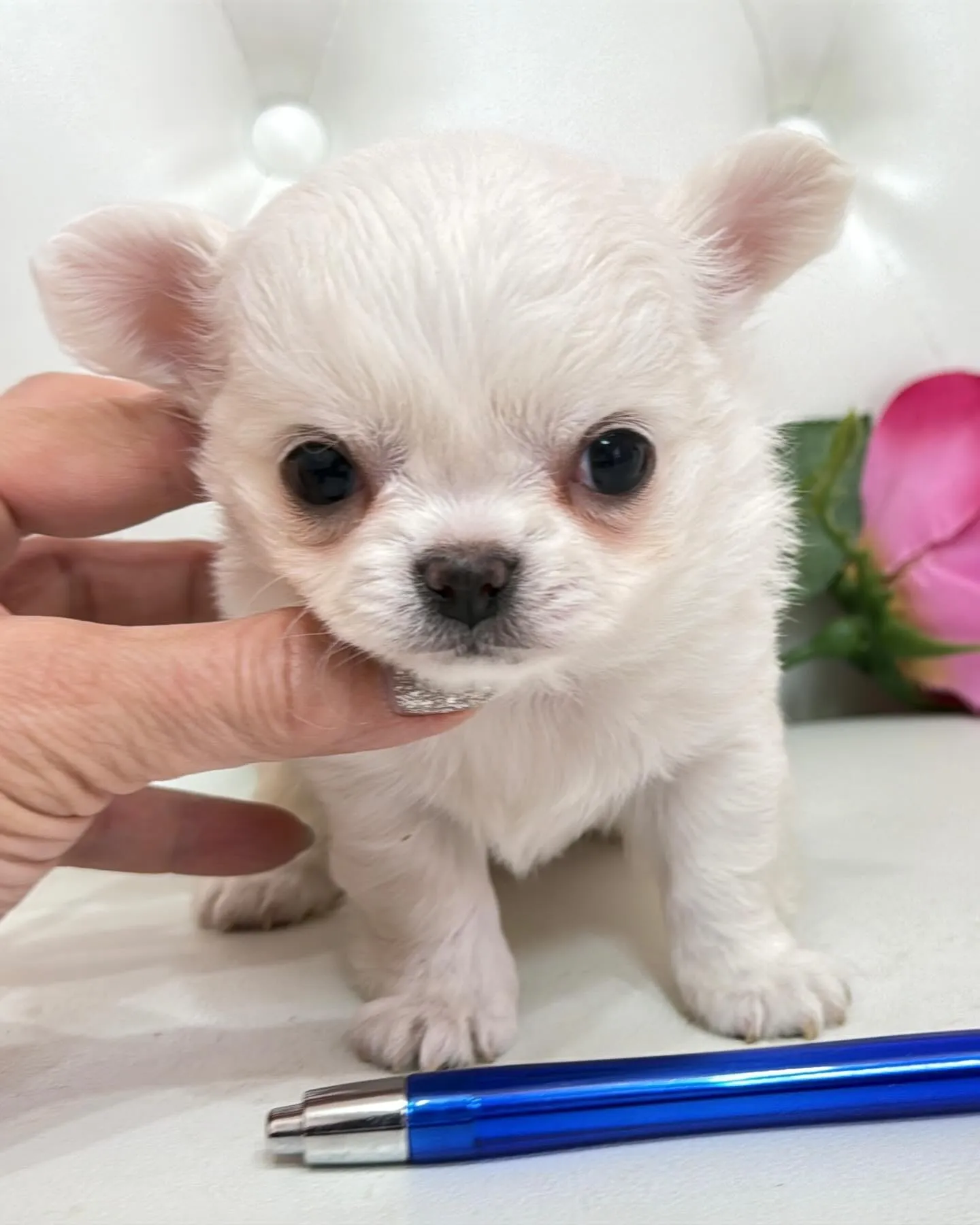 埼玉チワワ/パピーランドシェリエ/ブリーダー直販🐶✨新しいお...