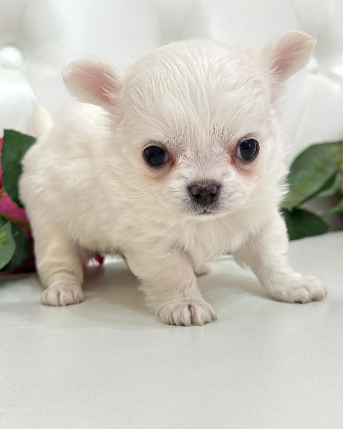 埼玉チワワ/パピーランドシェリエ/ブリーダー直販🐶✨新しいお...