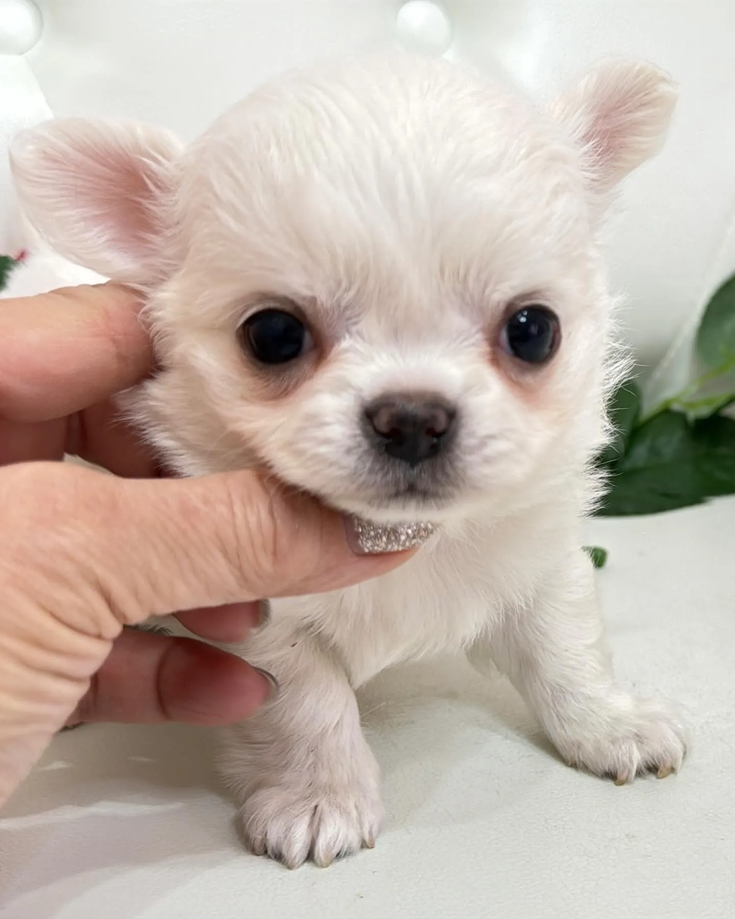 埼玉チワワ/パピーランドシェリエ/ブリーダー直販🐶✨新しいお...