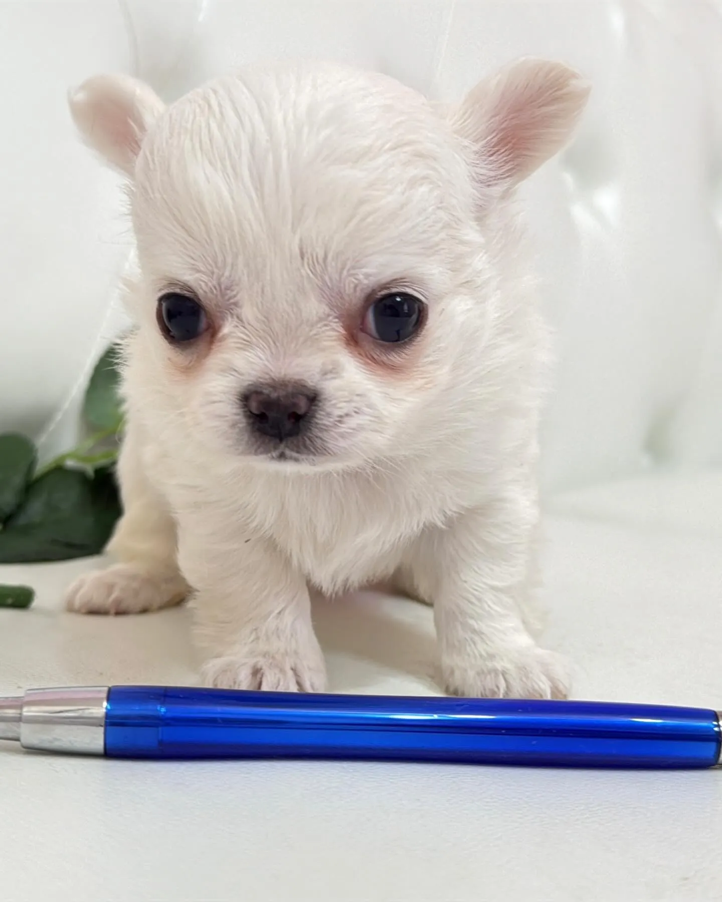 埼玉チワワ/パピーランドシェリエ/ブリーダー直販🐶✨新しいお...