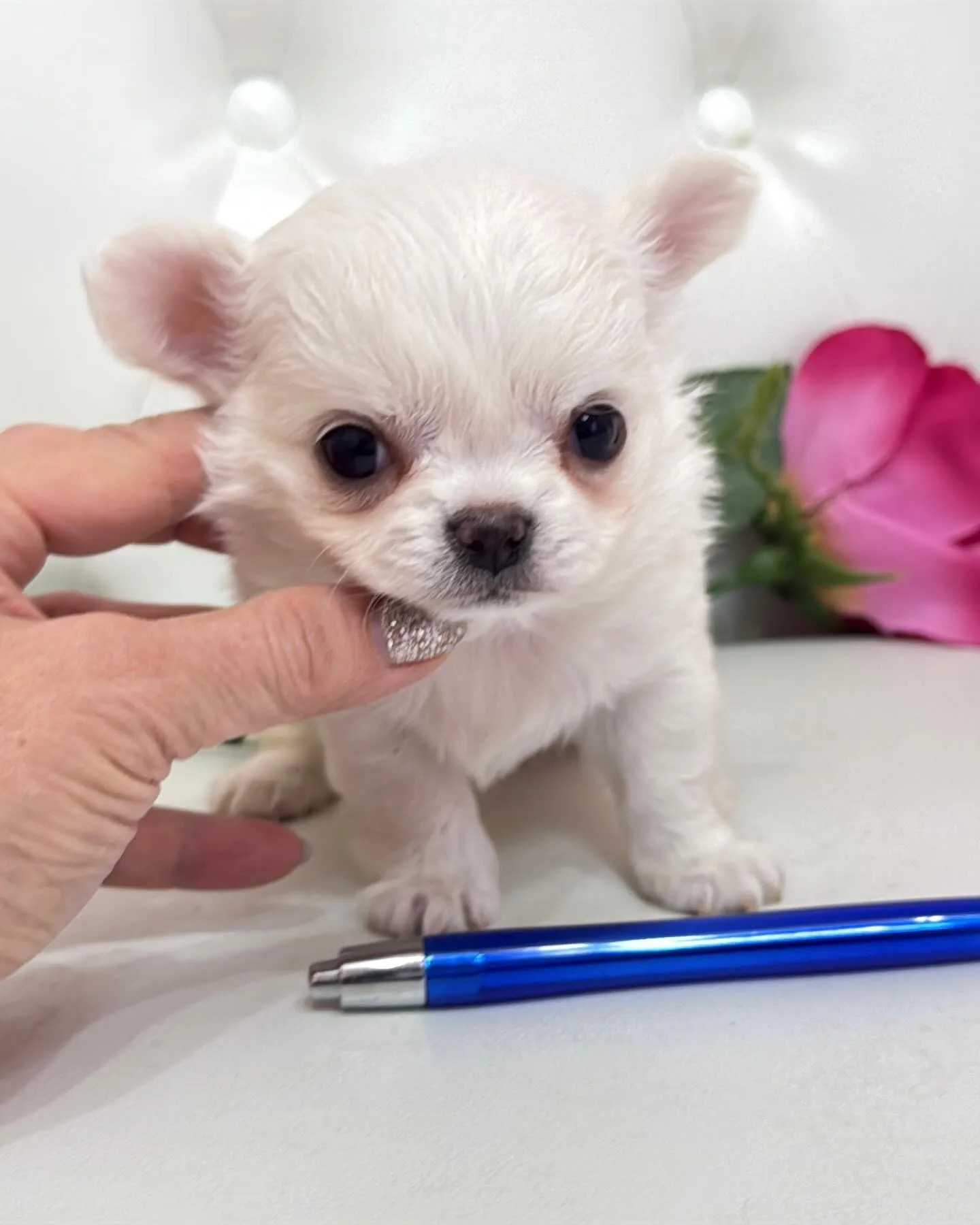 埼玉チワワ/パピーランドシェリエ/ブリーダー直販🐶✨新しいお...