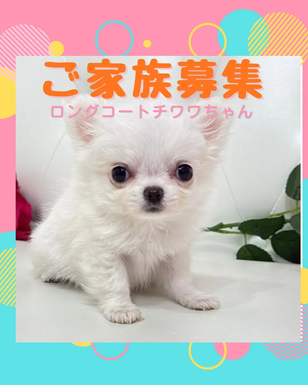 埼玉チワワ/パピーランドシェリエ/ブリーダー直販