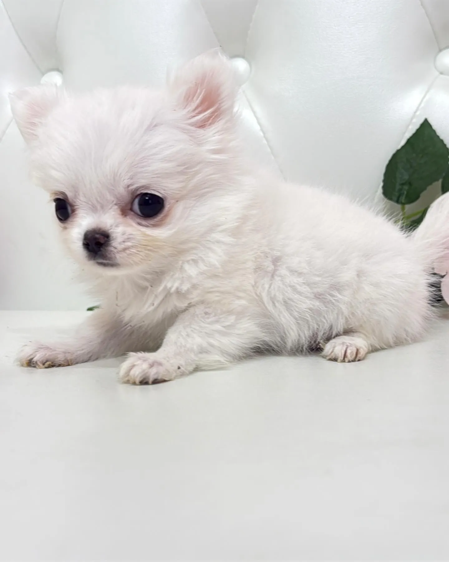 埼玉チワワ/パピーランドシェリエ/ブリーダー直販