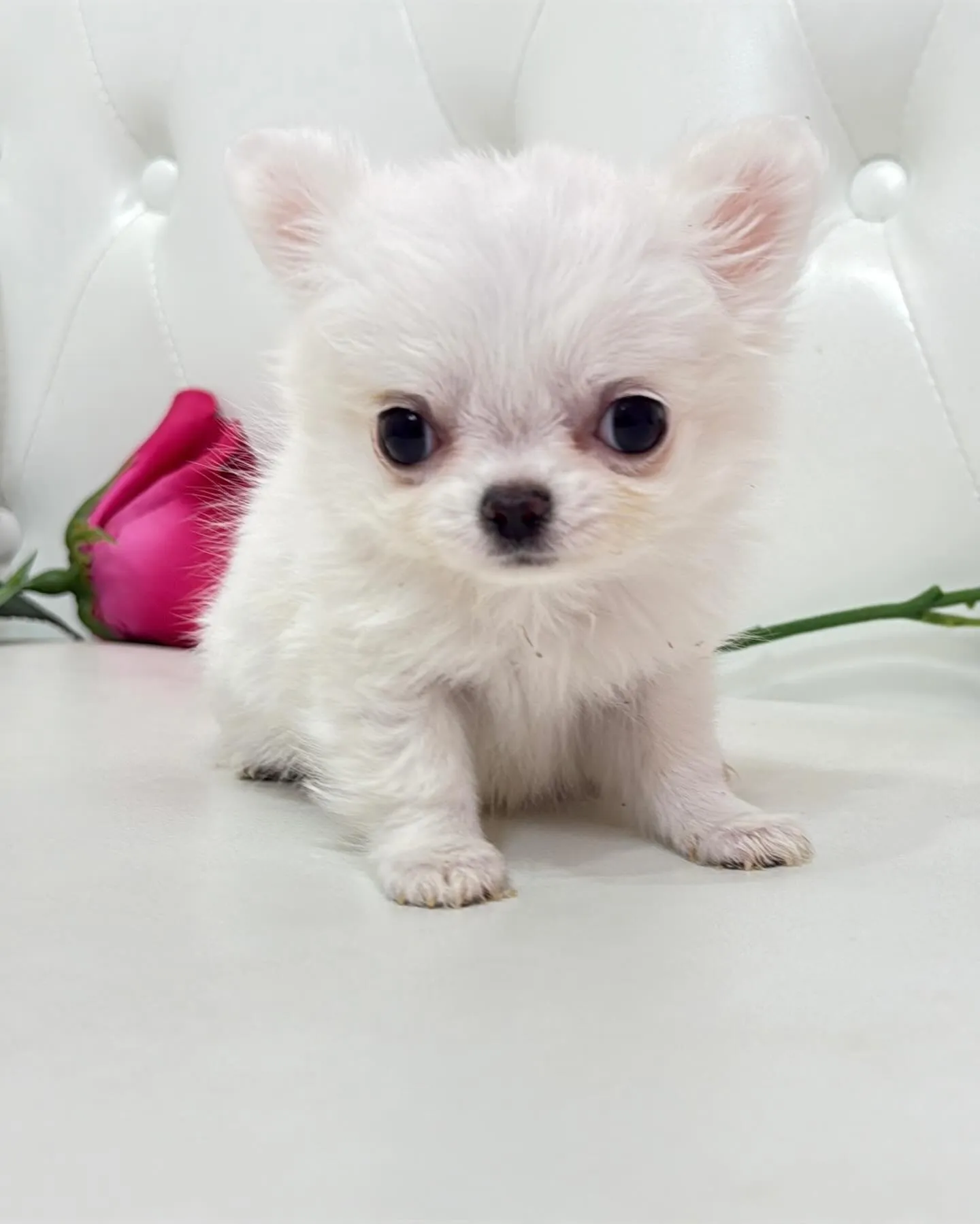 埼玉チワワ/パピーランドシェリエ/ブリーダー直販