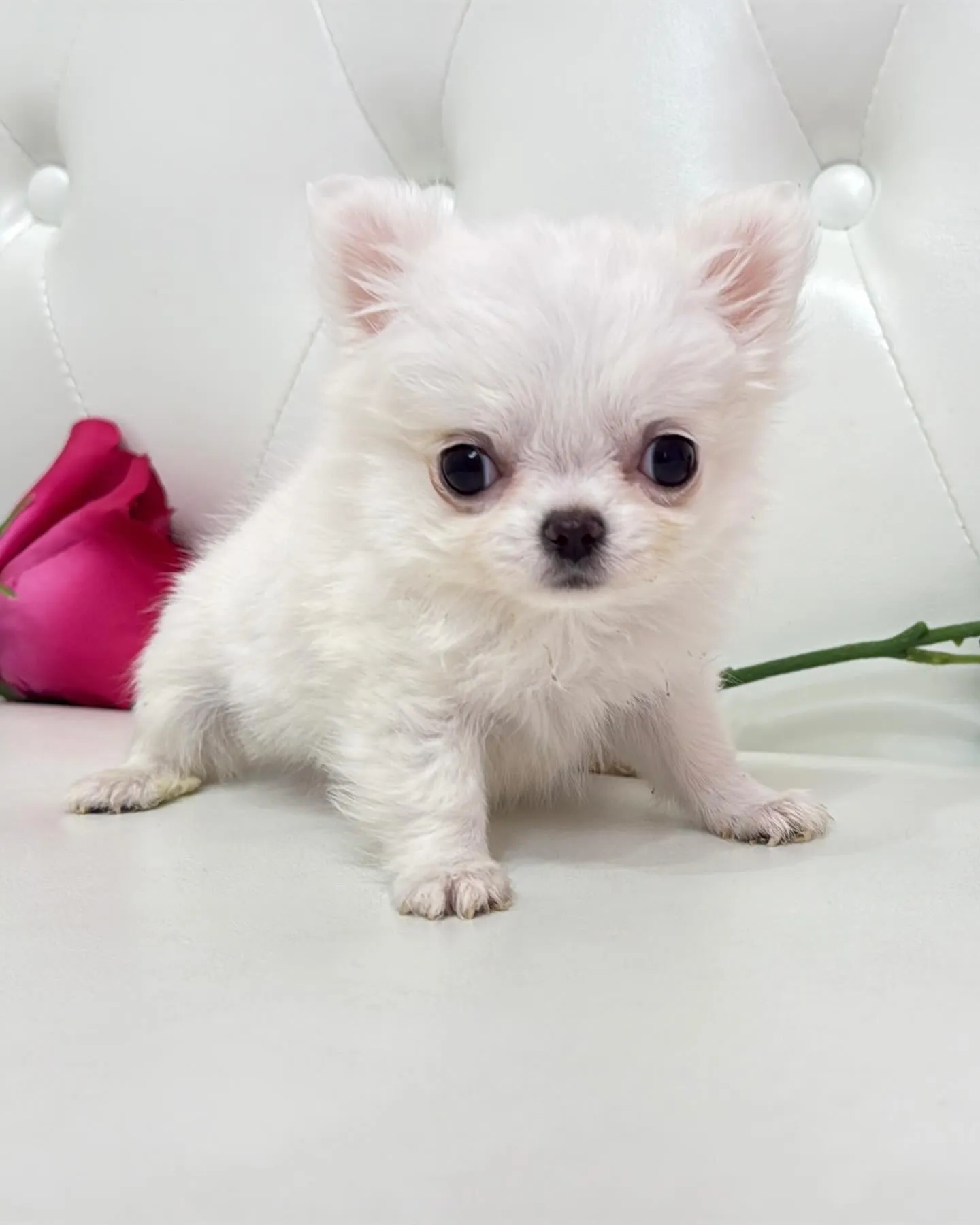 埼玉チワワ/パピーランドシェリエ/ブリーダー直販