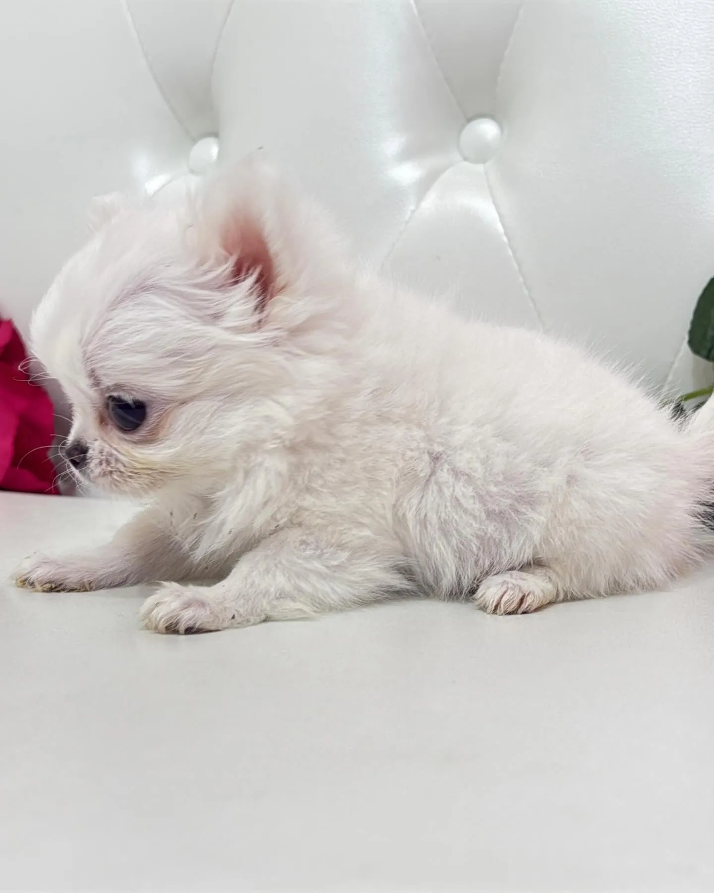 埼玉チワワ/パピーランドシェリエ/ブリーダー直販