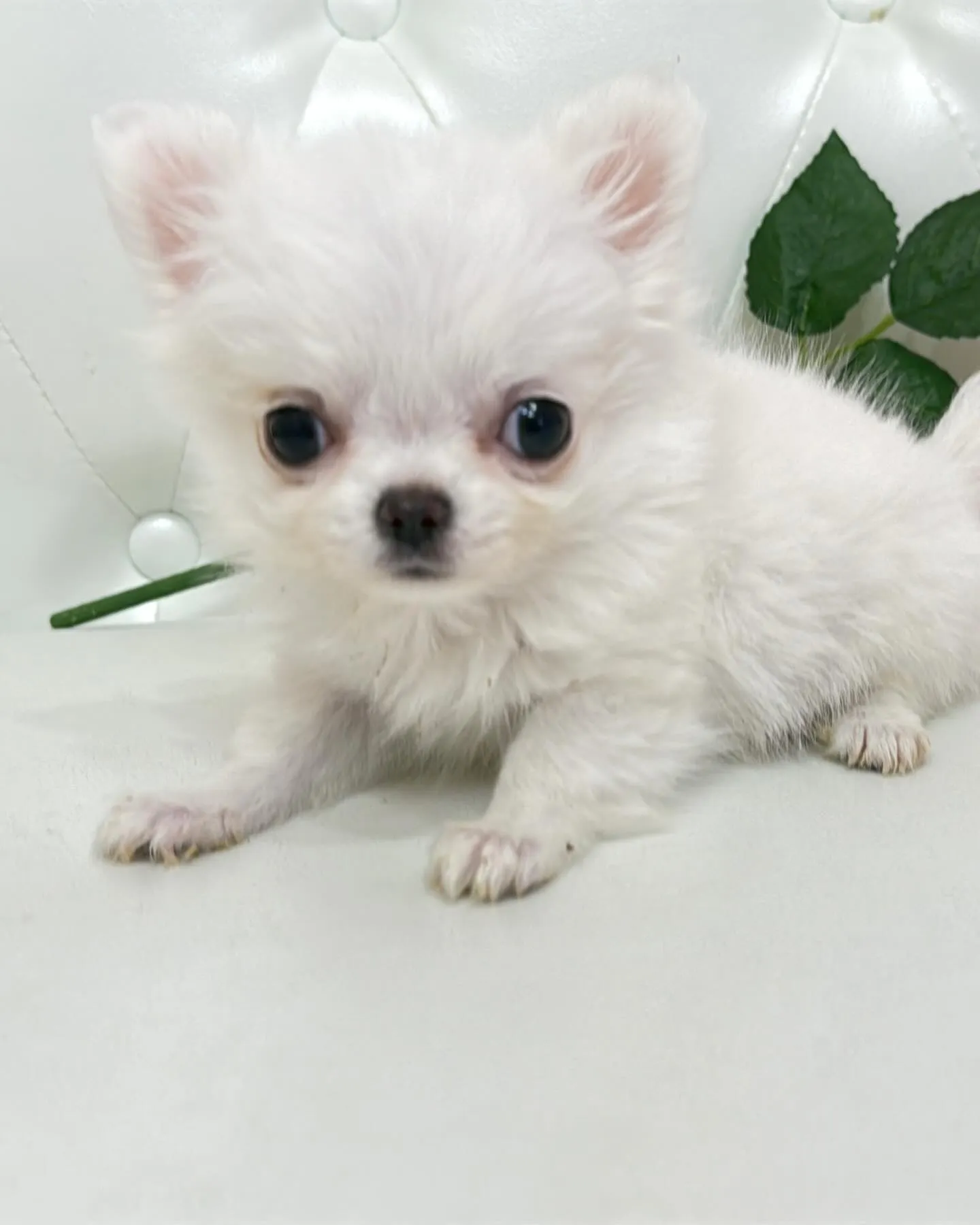 埼玉チワワ/パピーランドシェリエ/ブリーダー直販